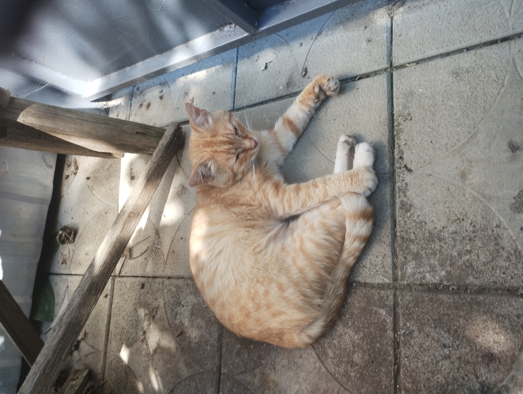 An orange tabby cat is resting on a tiled surface in Sumy, Ukraine. The cat is curled up, with its head resting on its paws. The tiled surface appears to be an outdoor patio or walkway. There are some wooden beams and a metal fence visible in the background, suggesting the area is an outdoor seating area or near a building. The lighting suggests it is daytime, with shadows cast by the wooden beams indicating sunlight. The environment appears somewhat worn and rustic.