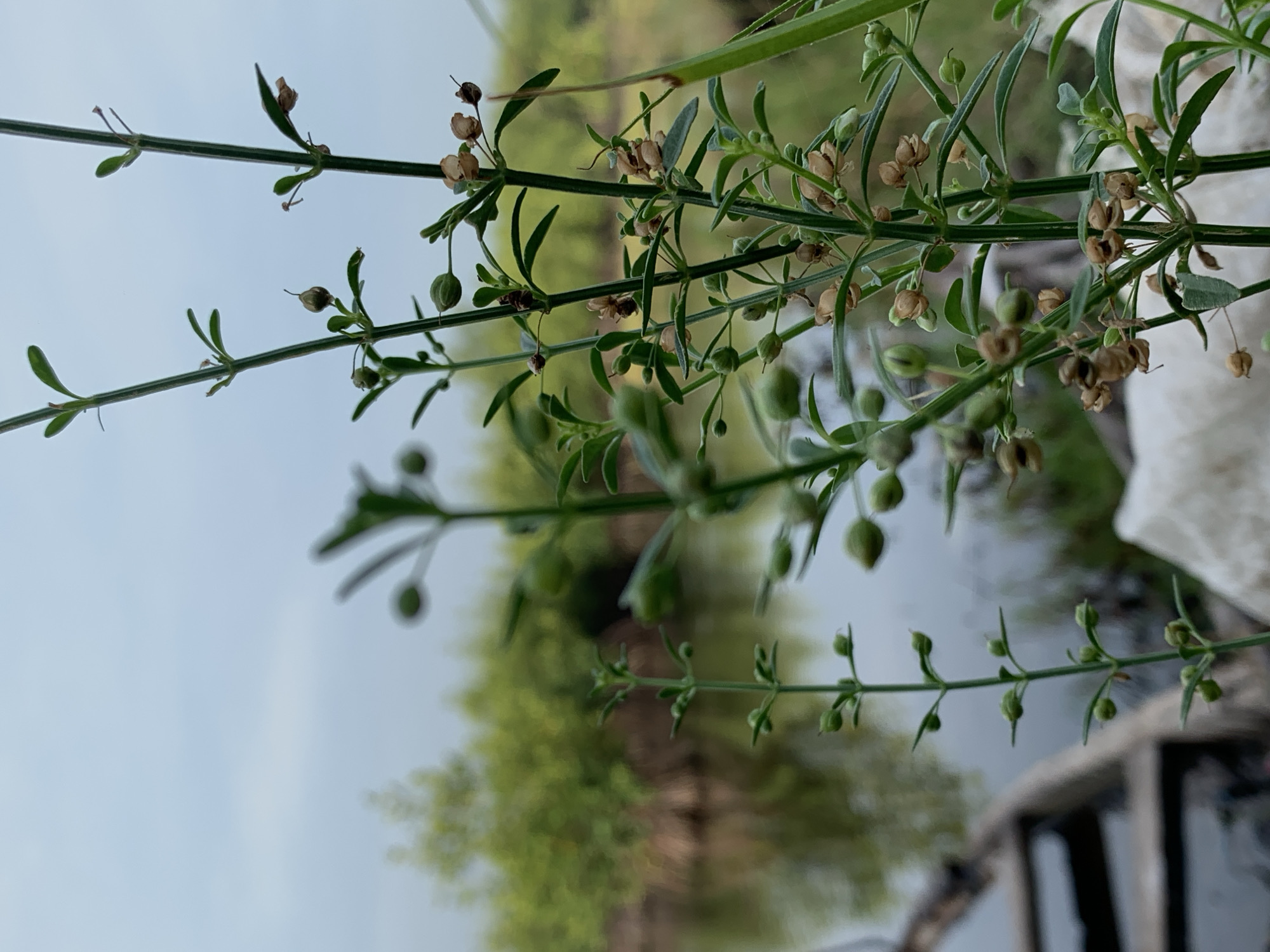 The image shows a close-up view of green plants with small, round seed pods. Some of the pods are green, while others are dry and brown. The background is blurred, but it appears to show trees and water. The image is shot from a low angle, looking up at the plants. The location is Ibasa, Nigeria.