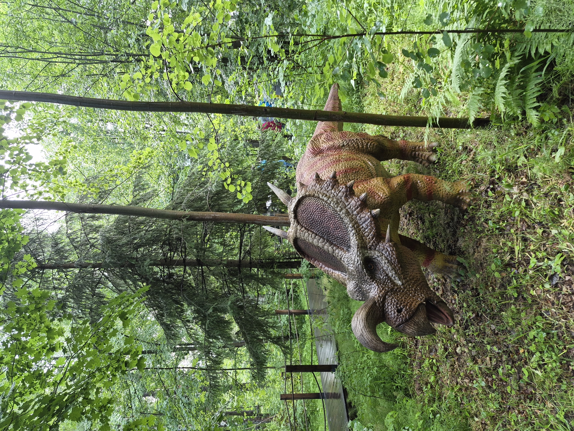 The image depicts a realistic model of a Styracosaurus dinosaur amidst a lush, green forest setting. The dinosaur model is positioned in the foreground, with its head and front legs prominently visible. Its skin is textured with scales and spikes, and it features prominent horns and a frill. The surrounding environment is dense with trees, ferns, and other vegetation, suggesting a natural woodland or park. The ground is covered with grass and fallen leaves, and a wooden walkway with a railing is visible in the background, indicating a designated path for visitors. In the distance, through the trees, a few people can be seen, appearing to be either visitors or staff, wearing casual clothing. The overall impression is that of an outdoor exhibit or attraction, possibly a dinosaur park or a themed area within a larger park. The lighting suggests it is daytime, and the green foliage indicates favorable weather conditions, likely warm and possibly humid. The natural setting and the detailed dinosaur model evoke a sense of prehistoric wonder.