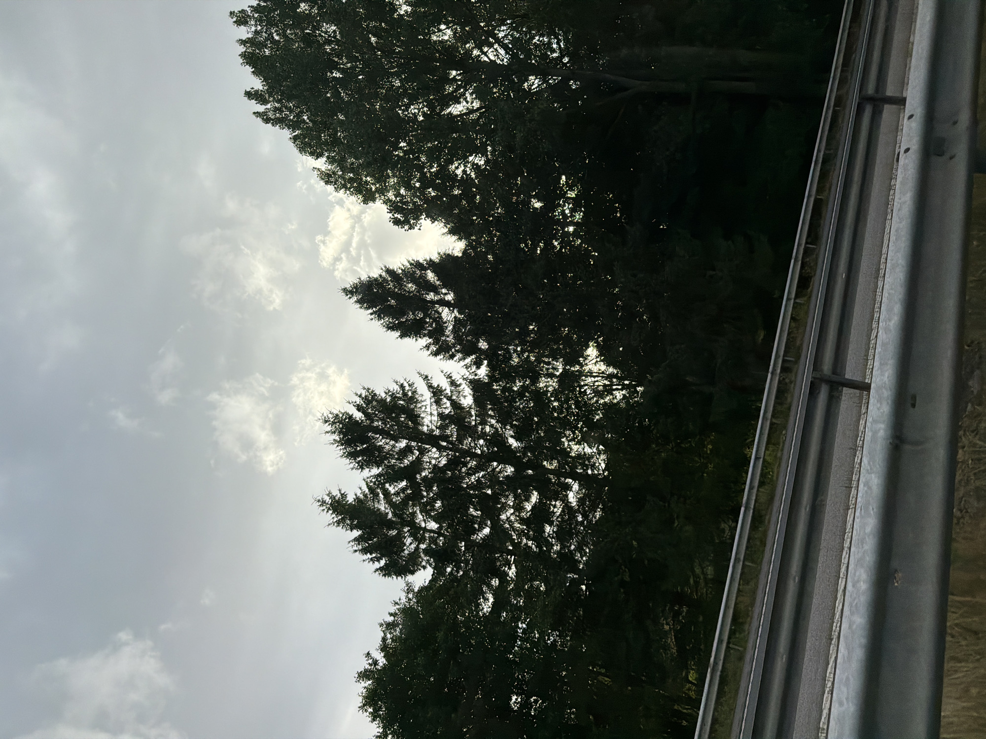 The image depicts a view from a roadside in Fjärås, Sweden, looking towards a dense line of trees silhouetted against a cloudy sky. In the foreground, a metal guardrail runs horizontally across the frame, suggesting the presence of a road or highway. The trees appear to be a mix of coniferous and deciduous varieties, with the darker foliage contrasting with the lighter sky. The overall impression is one of a natural landscape bordering a transportation route. There are no people or animals visible in the scene.