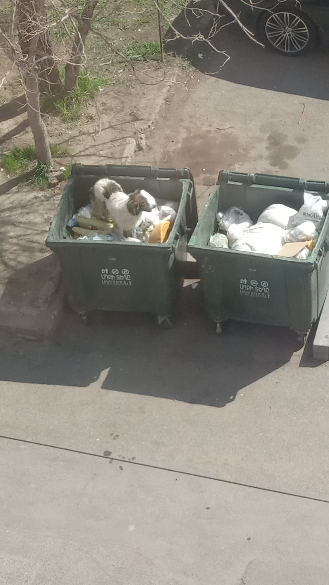 The image shows two green, wheeled trash receptacles sitting on a concrete surface. The bins appear to be full. A medium-sized dog with white and brown fur stands in the left bin amidst the trash. A tree and part of a vehicle are visible in the background. The receptacles have Armenian writing on them. Based on the writing, this scene is located in the city of Yerevan, Armenia.