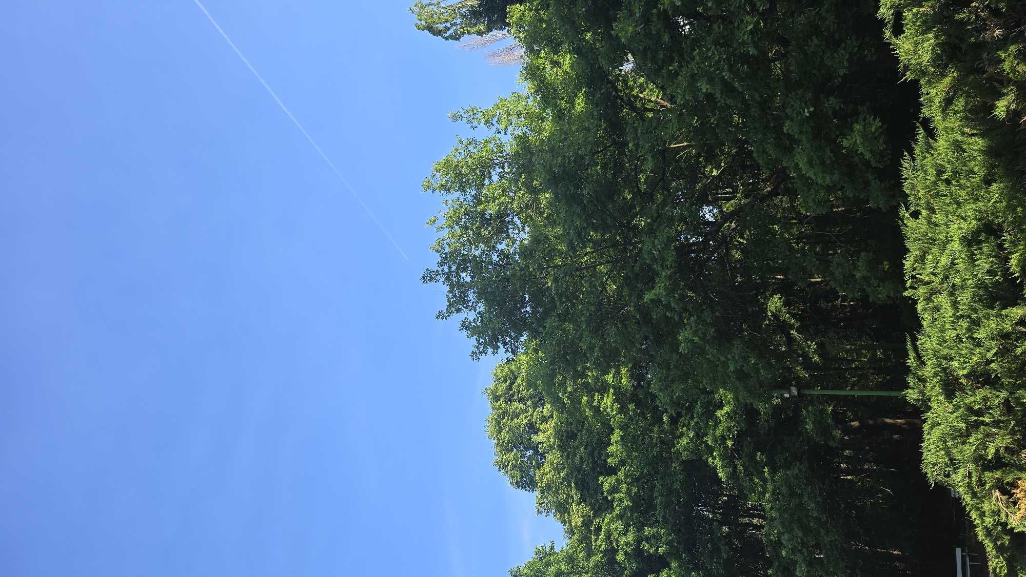 The image shows a scene in Sofia, Bulgaria. The sky is a clear blue with a faint contrail running across it. The right side of the image is dominated by dense foliage composed of various green trees and bushes. A dark, tree-lined area is present with a green pole visible between the leaves.