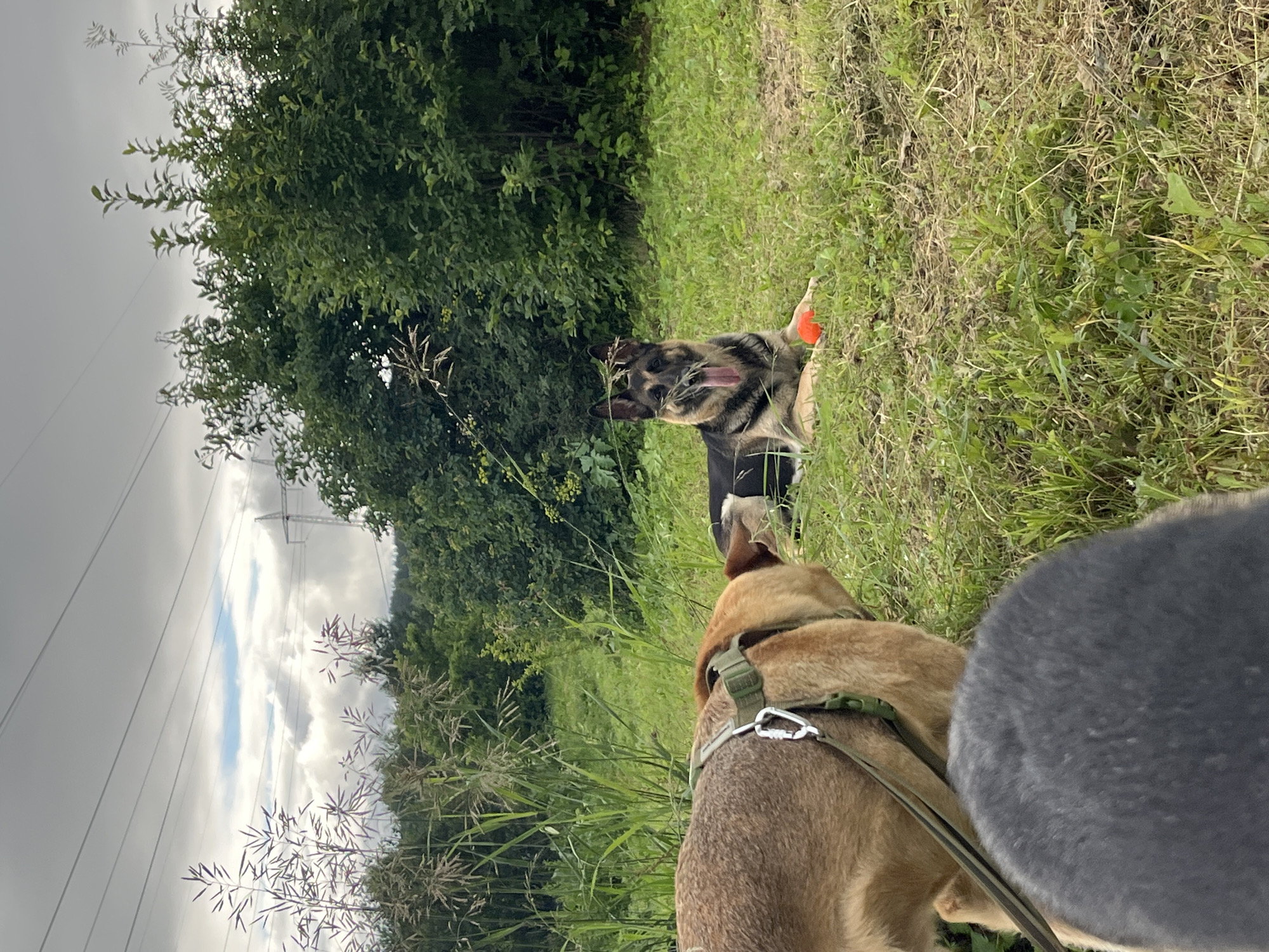 The image depicts an outdoor scene with two dogs in a grassy area. In the foreground, the hindquarters and back of a tan and brown dog wearing a green harness are visible. Facing away from the camera, this dog appears to be looking towards another dog. In the middle ground, a German Shepherd is lying down on the grass with its tongue out. An orange ball is situated near the German Shepherd. The background consists of tall grass, dense green trees, and a cloudy sky with visible power lines and transmission towers. The scene does not contain any identifiable landmarks or features specific to Nizhny Tagil, Russia.