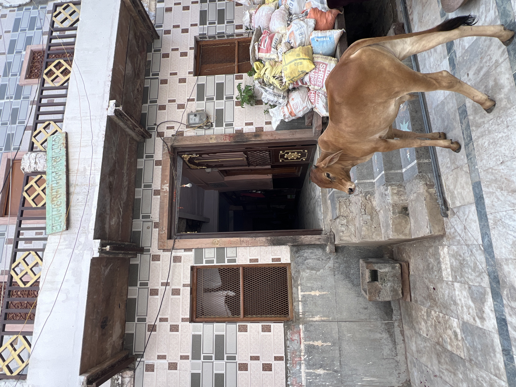 In Pushkar, India, a young brown cow stands on a tiled courtyard in front of a building. The building has an ornate wooden door and windows with metal grates. A sign with Hindi script is mounted above a balcony. To the right of the entrance, a pile of sacks containing building materials is stacked. A stone structure, possibly a water trough, is visible on the left side of the courtyard. The overall scene depicts an outdoor setting in a residential or commercial area.