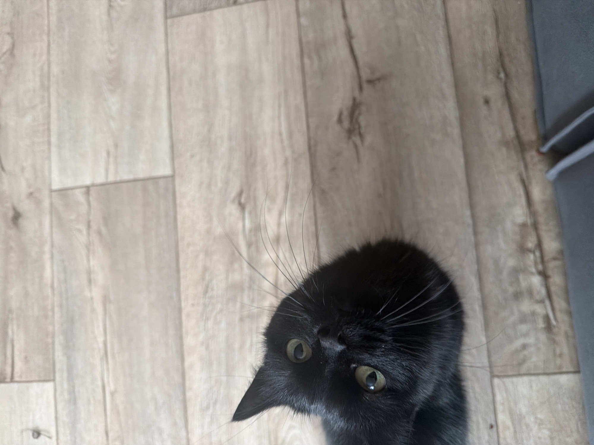 A high-angle shot captures a black cat positioned on a light-colored wooden floor. Part of a gray upholstered object is visible along the right edge of the image. The cat is looking up at the camera. The location and city are unknown.