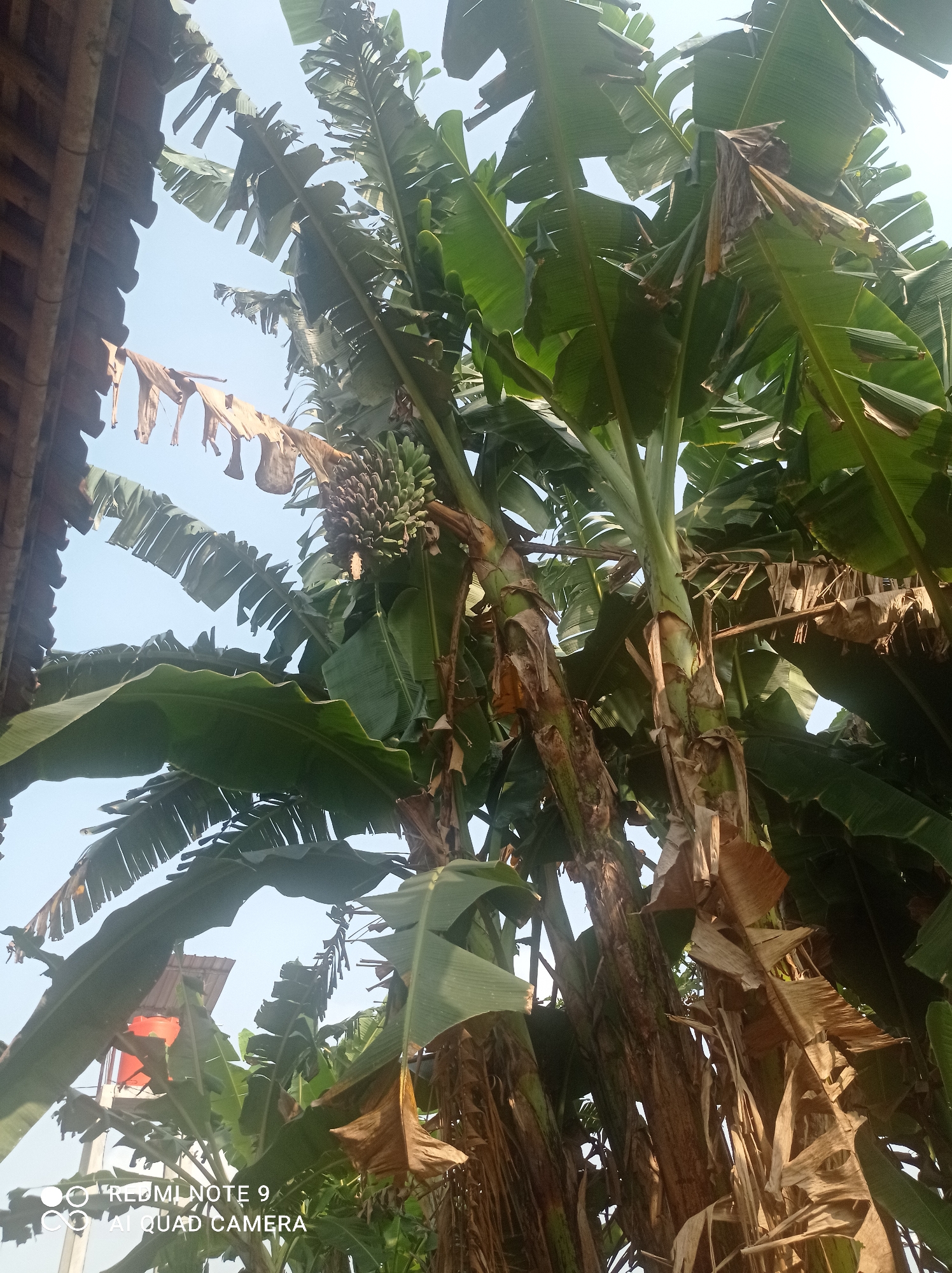 In Penaruban, Indonesia, a cluster of banana trees is visible, their green leaves reaching towards the clear sky. A bunch of green bananas hangs from one of the trees. To the left, a portion of a wooden roof is seen, and some dried, brown banana leaves are suspended, likely for drying. In the background, a red water tank sits atop a white structure, suggesting a residential area. The image is a close-up view of the banana trees, with the lower left corner featuring a watermark that reads "REDMI NOTE 9 AI QUAD CAMERA". The scene appears to be an outdoor setting on a bright day.