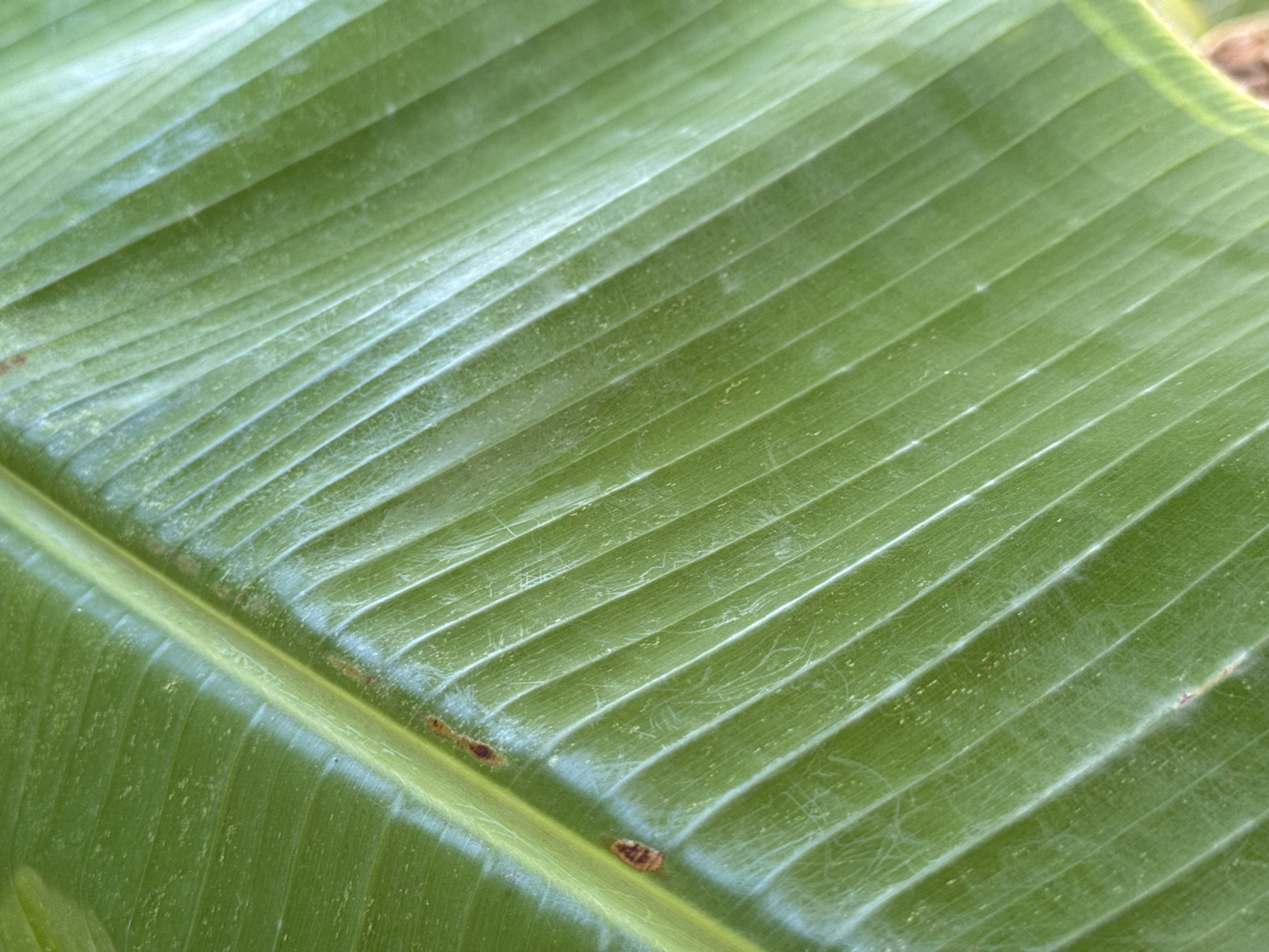 The image shows a close-up view of a green banana leaf. The leaf has prominent parallel veins running across its surface. There are some small brown spots and a faint whiteish sheen on the leaf, possibly due to dust or natural plant features. The lighting suggests an outdoor environment. This image was taken in Ko Samui District, Thailand.