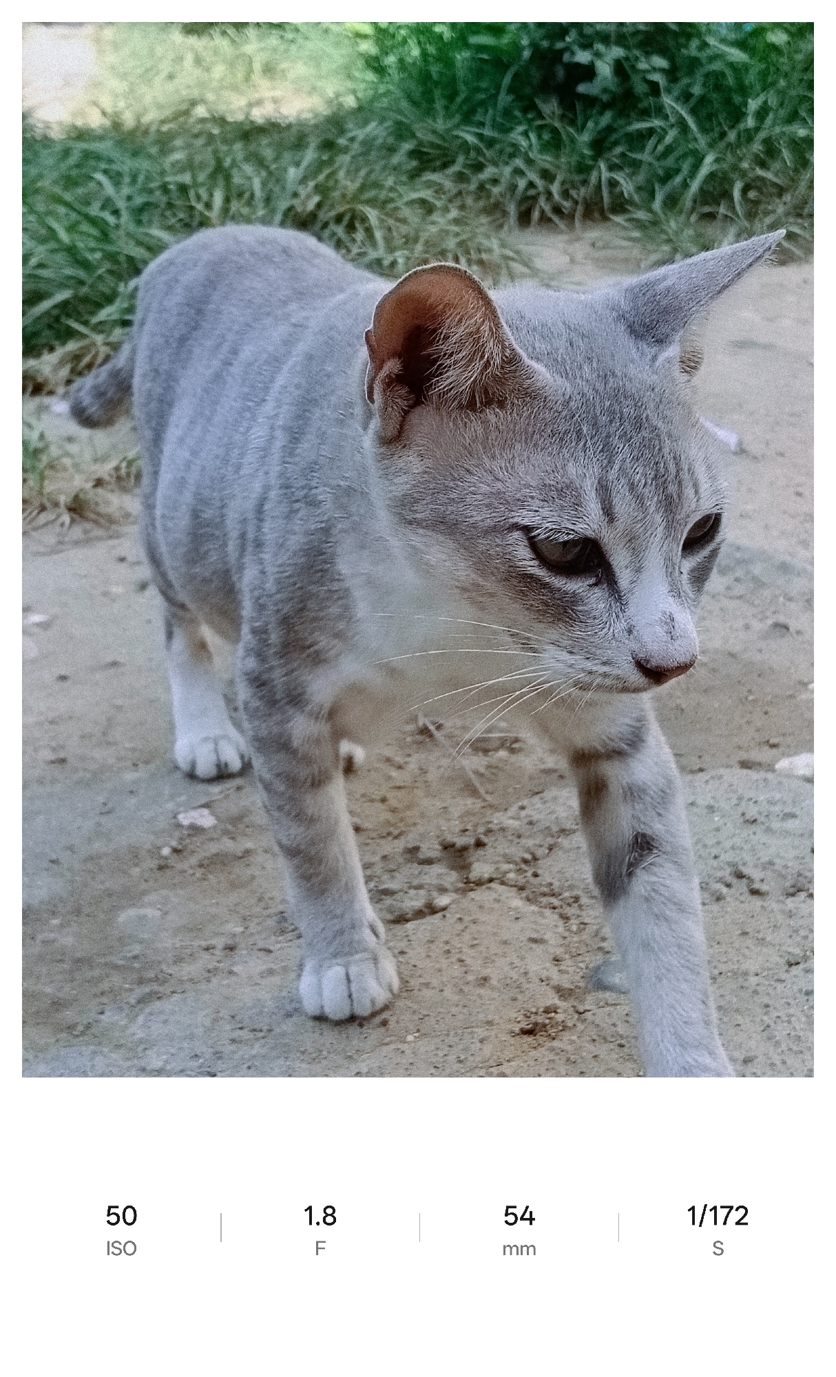 A gray tabby cat is walking on a dirt and concrete surface. The cat is in a three-quarters pose, facing towards the lower right of the frame. The background consists of green grass or vegetation. The location is outdoors. The photograph also includes technical details: ISO 50, F 1.8, 54mm, 1/172 S. The city and country are Lhokseumawe, Indonesia.