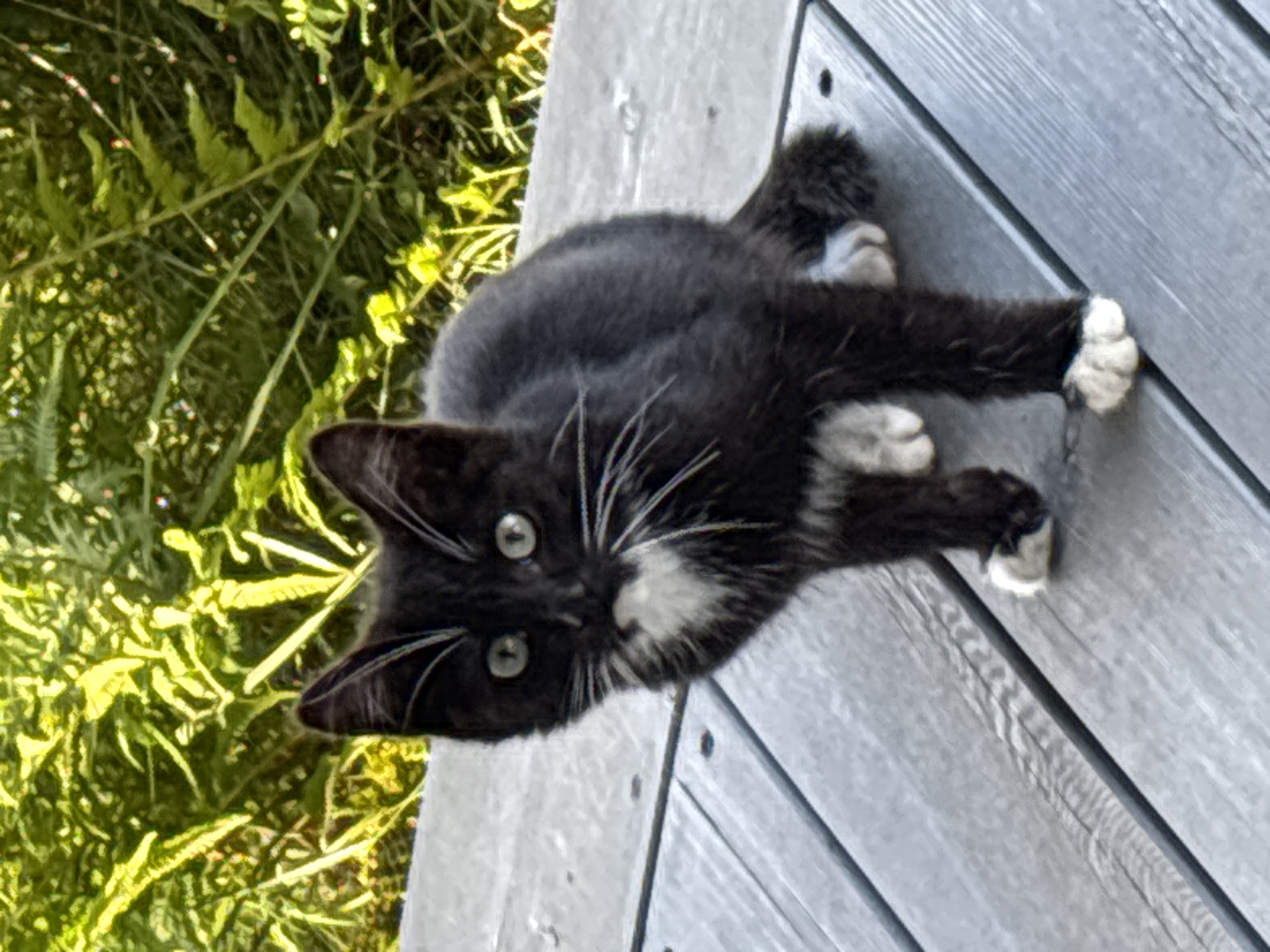 A black and white kitten stands on a grey wooden deck. The kitten has bright green eyes, white whiskers, a white chest patch, and white paws. Behind the kitten, out of focus, is lush green foliage. The image appears to have been taken outdoors in Zvenigorod, Russia, based on the context provided.