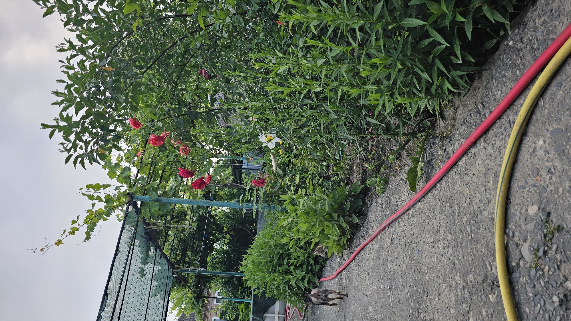 The image depicts a backyard scene in Terskaya, Russia. A light-colored concrete pathway is visible, with a small, spotted dog walking away from the camera on the left side. The pathway is bordered by lush green vegetation, including tall plants and rose bushes with red flowers. A white flower with yellow stamens is also present among the greenery. Two garden hoses, one red and one yellow, are coiled on the ground in the foreground. In the background, a green mesh structure is supported by posts, with grapevines growing on it. A building with a brick facade is partially visible behind the mesh. The sky is overcast. The scene suggests a domestic outdoor space, likely a garden or yard, possibly in a residential area of Terskaya.