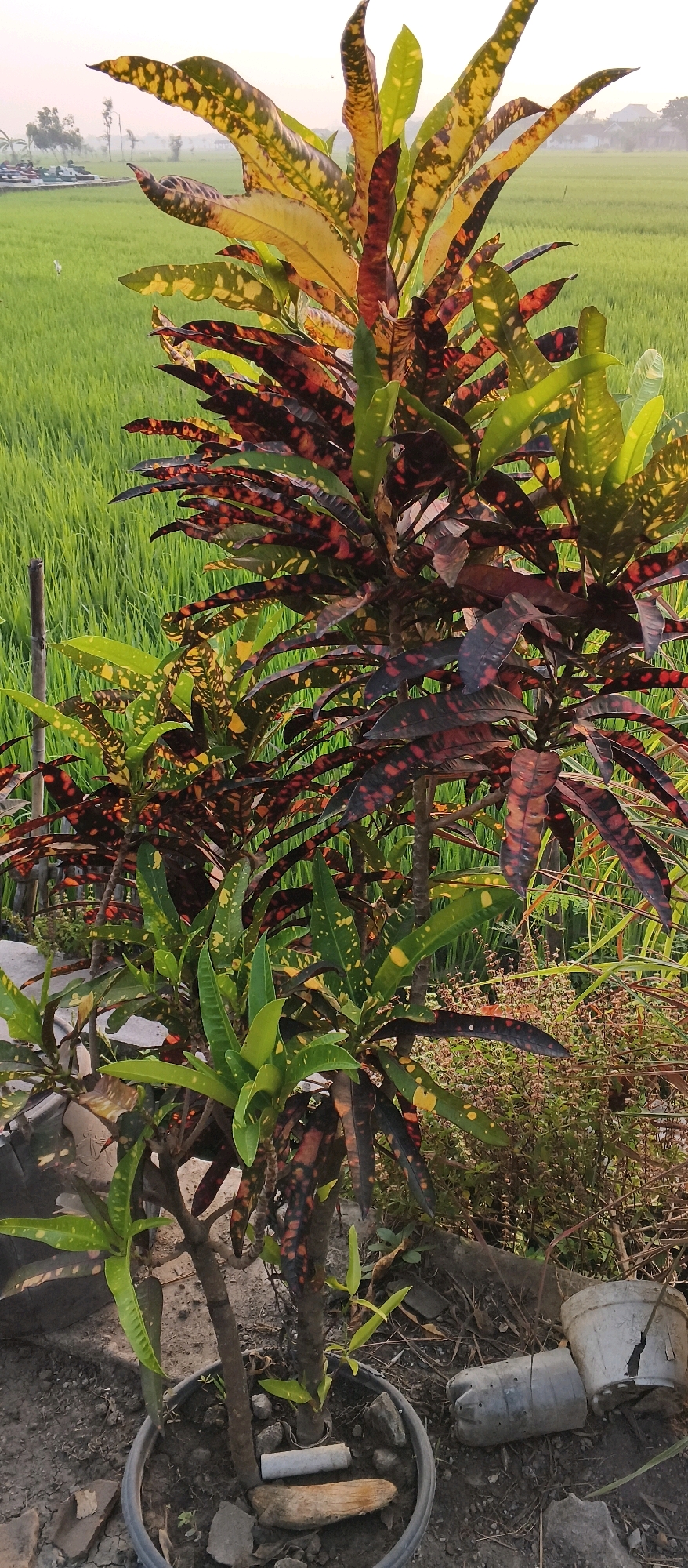 A medium shot captures a potted croton plant with vibrant, variegated leaves in shades of green, yellow, red, and dark brown. The plant is situated in the foreground, with its roots in a dark gray pot filled with soil and rocks. To the right of the pot, a discarded plastic bottle and a broken white plastic pot lie on the ground. The background features a lush green rice paddy under a soft, hazy sky, suggesting it is likely early morning or late afternoon. The scene appears to be set in or near Japanan, Indonesia, a region known for its agricultural landscape. There are no people or animals visible in the image.