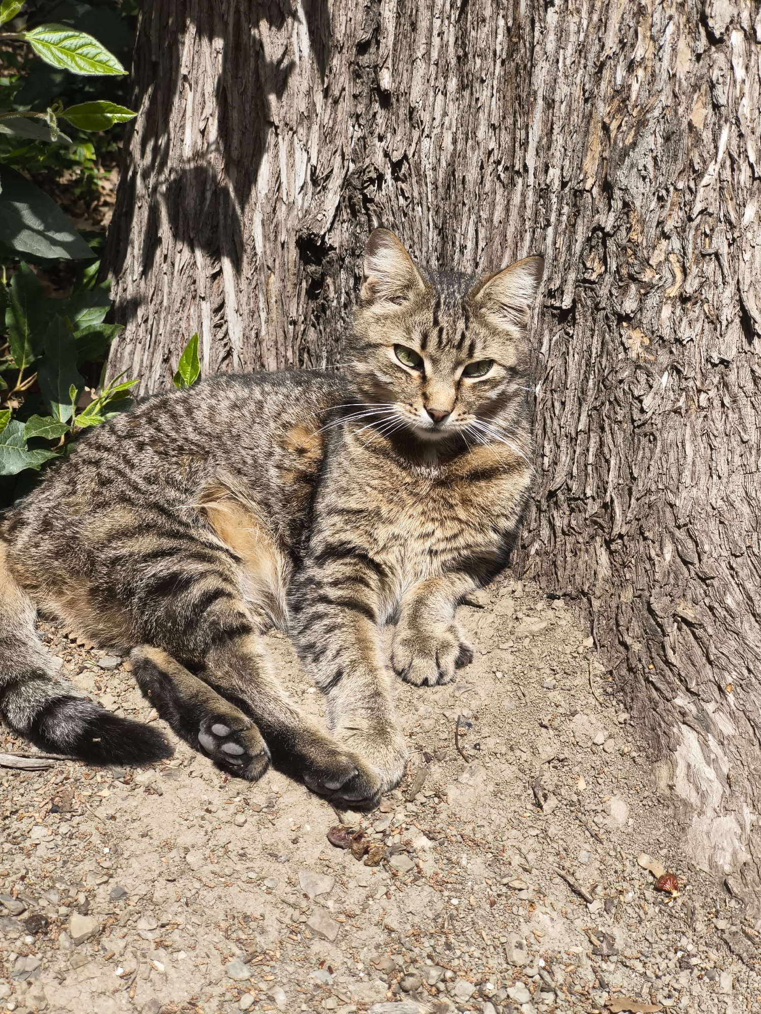 A brown tabby cat with green eyes lies on the ground, leaning against the base of a tree. The ground is dirt and small pebbles. Some green foliage is visible to the left of the tree. The location is in Алупкинский городской совет, Ukraine.