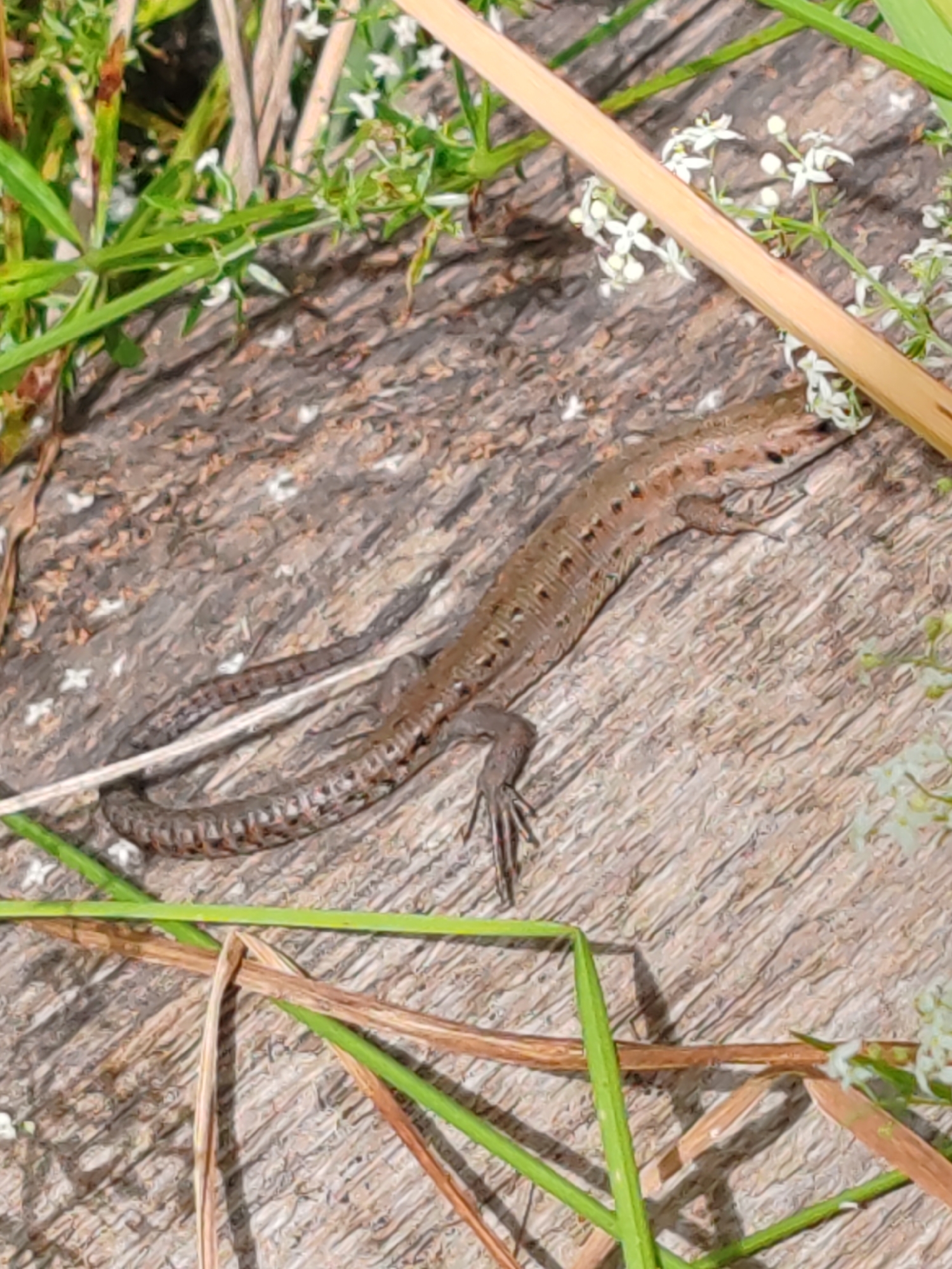 A brown lizard is resting on a textured wooden surface. The lizard is oriented diagonally from the upper right to the lower left of the frame, with its head facing towards the upper right. It has a slender body with visible scales and dark spots along its back and tail. Its legs are tucked underneath its body. The wooden surface appears weathered and has a rough, grooved texture. Green grass and small white flowers are visible in the foreground and background, with some dry stalks of grass also present. A thin, light-colored stalk is positioned diagonally across the upper right portion of the image, partially obscuring some of the vegetation and the lizard's head. The lighting suggests it is daytime. There are no people or man-made structures clearly visible that would indicate a specific location within Чухлэм, Russia.