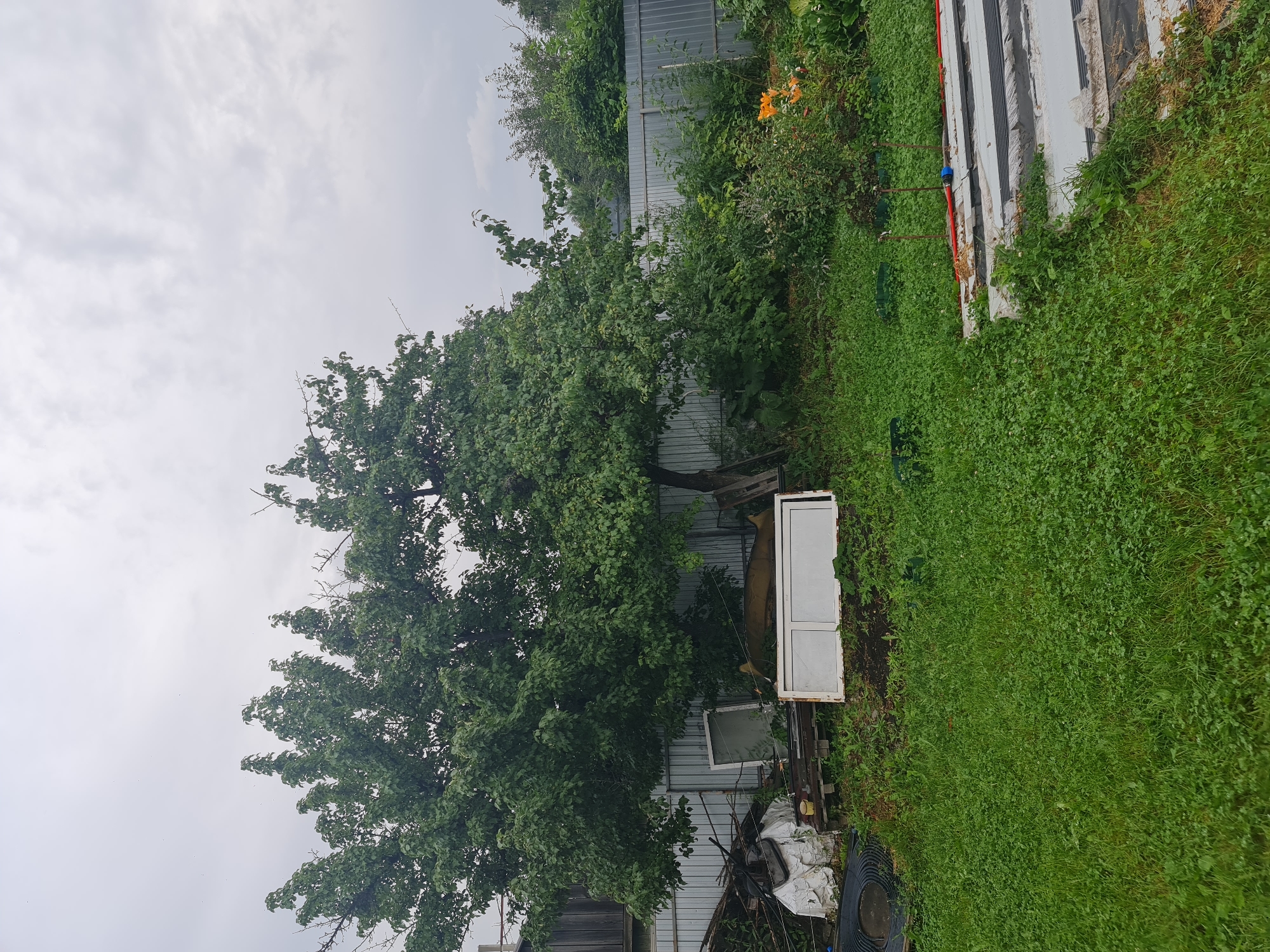 The image depicts a backyard scene in Angarsk, Russia, on an overcast day. In the foreground, a lush green lawn dominates, interspersed with clover. Towards the right side of the frame, several flat, grey rectangular objects are stacked, likely construction materials, partially covered by a black tarp. A red hose with a blue fitting snakes across the lawn and onto these materials, connected to two wooden stakes.
In the mid-ground, a large, mature tree with dense green foliage stands prominently. To the left of the tree, a collection of miscellaneous items is piled up, including white sheeting, what appears to be a rolled-up black hose, and some wooden structures. In front of this clutter, a white window frame with two panes is propped up. Further to the right, behind the tree, a dense thicket of green bushes and smaller trees grows, reaching towards a corrugated metal fence that runs horizontally across the mid-section of the image. Behind the bushes, a few orange flowers are visible.
The background is filled with more greenery and the continuation of the metal fence. The sky is heavily clouded, suggesting an impending or recent rainfall. The overall impression is of a somewhat unkempt but functional outdoor space. No people or animals are visible in the image.