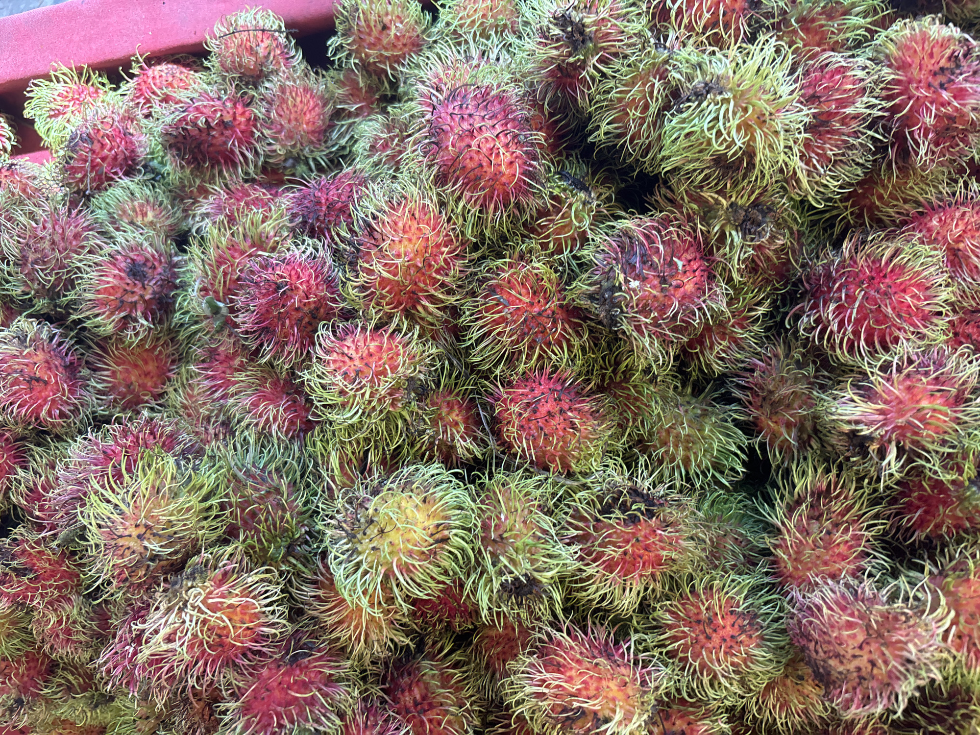 This image displays a large quantity of rambutan fruits, a tropical fruit native to Southeast Asia. The rambutan are piled together in what appears to be a container, possibly for sale or transport. The fruits have a reddish-orange skin covered with green spines. The location is บ้านบางรักษ์, Thailand.