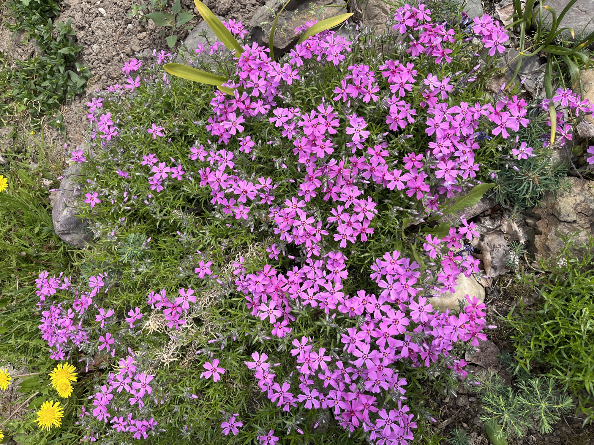 The image shows a dense cluster of small, five-petaled, pink flowers growing in a garden setting. The flowers are interspersed with green, needle-like foliage. The background includes soil, small rocks, and some green vegetation. Yellow flowers are visible near the lower left corner of the frame. The location, Маяк, Russia, is not explicitly evident from the image.