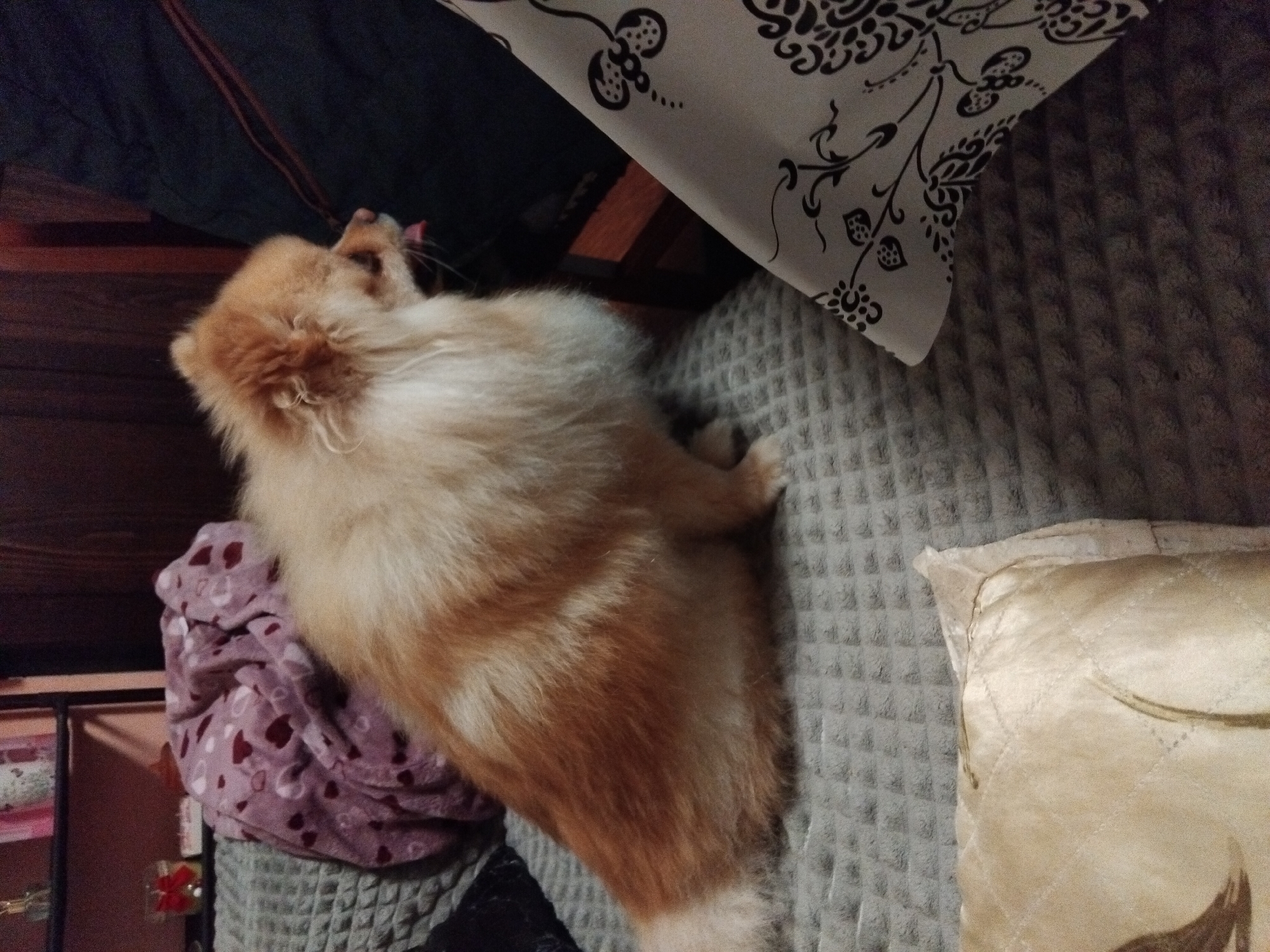A tan and white Pomeranian dog is lying on a gray textured bedspread. The dog has its head tilted back and its tongue is sticking out. Next to the dog is a cream-colored pillow with a quilted pattern and a white pillow with black floral designs. To the left of the dog is a purple blanket with red hearts. In the background, there is a wooden structure and a dark green object. The image may be taken in Apriltsi, Bulgaria.