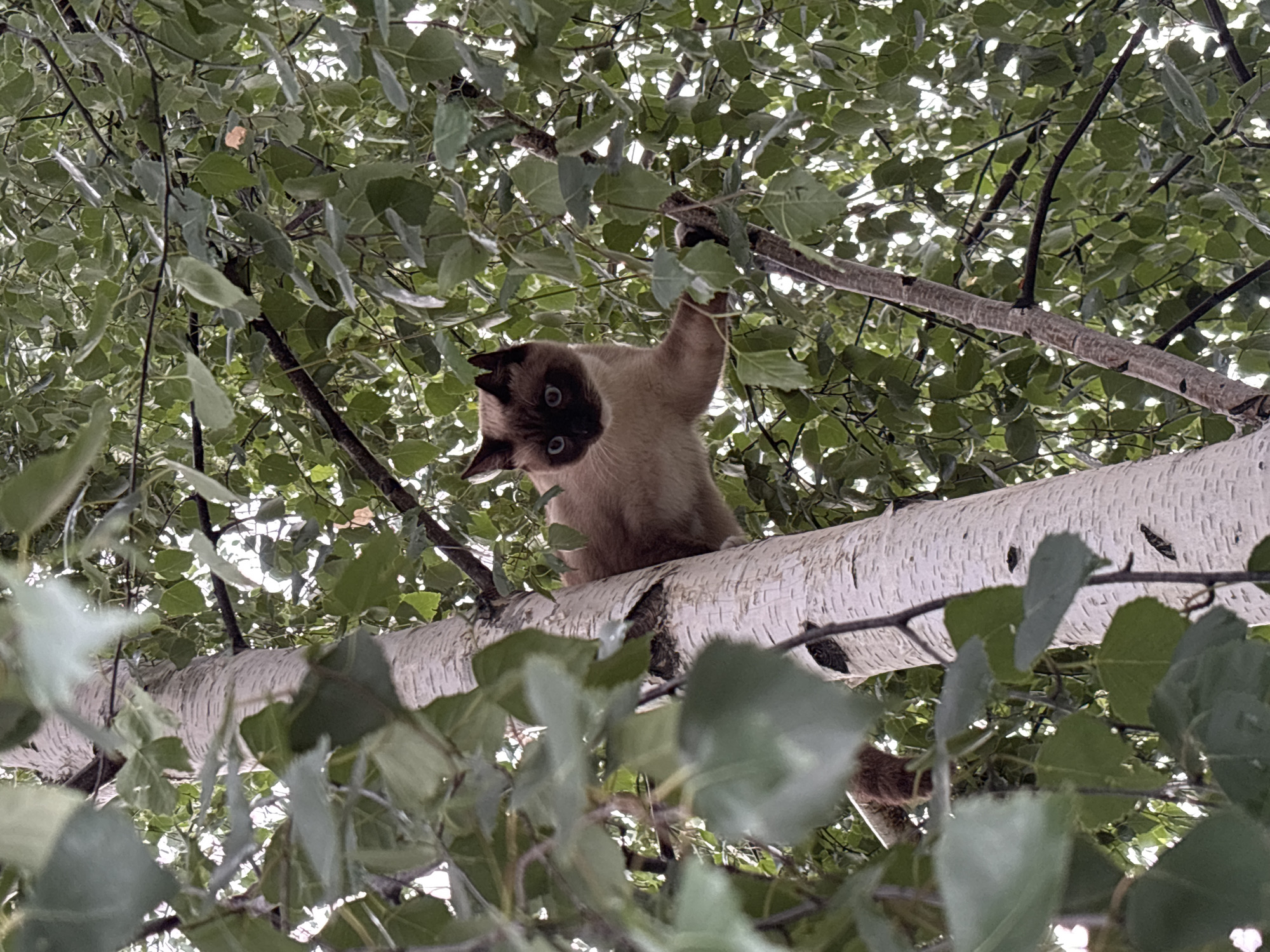In a natural, outdoor setting among the branches of a birch tree, a Siamese cat is perched on a thick branch. The cat is viewed from below, with its head tilted and looking directly at the camera. Its eyes are wide and blue, and its fur is a light brown with darker points on its ears and face. The cat's paws are visible as it grips the branch, and its body is mostly obscured by the dense green foliage of the tree. The birch branch is rough and textured, with some dark markings. The background is a blur of green leaves and the bright sky, suggesting it is daytime with overcast or cloudy weather. The scene is likely in a forest or a garden with mature trees. The cat's expression is curious and alert. No text is visible in the image.