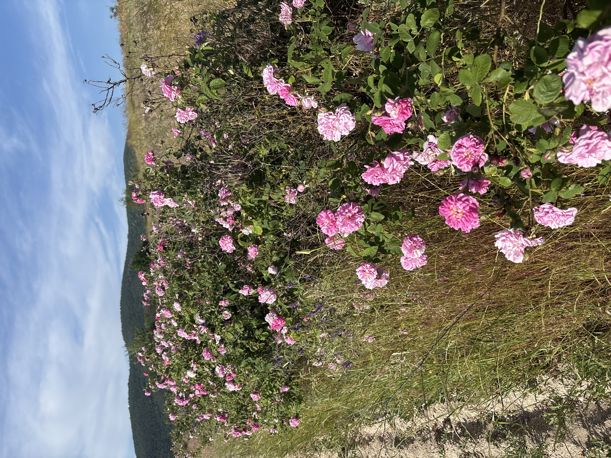 The image shows a field of pink flowers, likely roses, growing along a hillside. The background consists of a hill and a sky with light clouds. The location is Strelcha, Bulgaria.