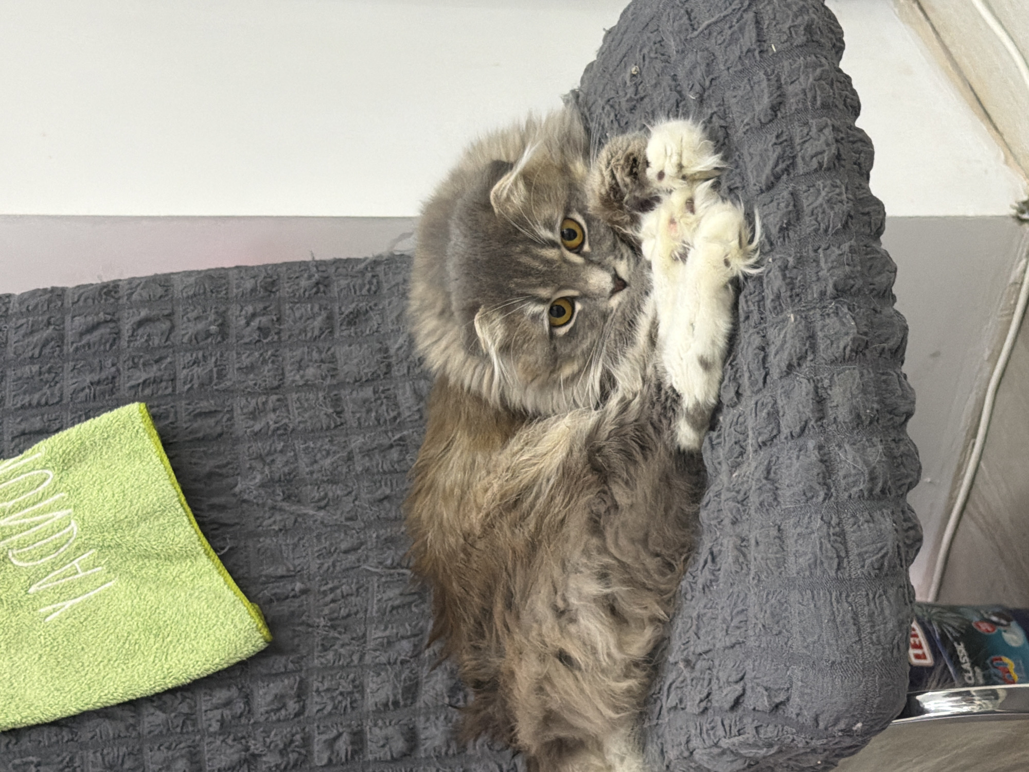 A fluffy grey and brown cat is curled up on a textured dark grey chair. The cat's paws are resting on its chest. In the upper left corner of the image, a bright green towel with the word "MONDAY" embroidered in white is visible. The background consists of a white wall and a light gray floor. A portion of a metal chair leg and a blue cylindrical object with labeling that includes the word "CLASSIC" are visible at the bottom left of the image. The scene appears to be indoors, potentially in a residential setting. There are no people present in the image. The lighting suggests an indoor environment, possibly with artificial light sources.