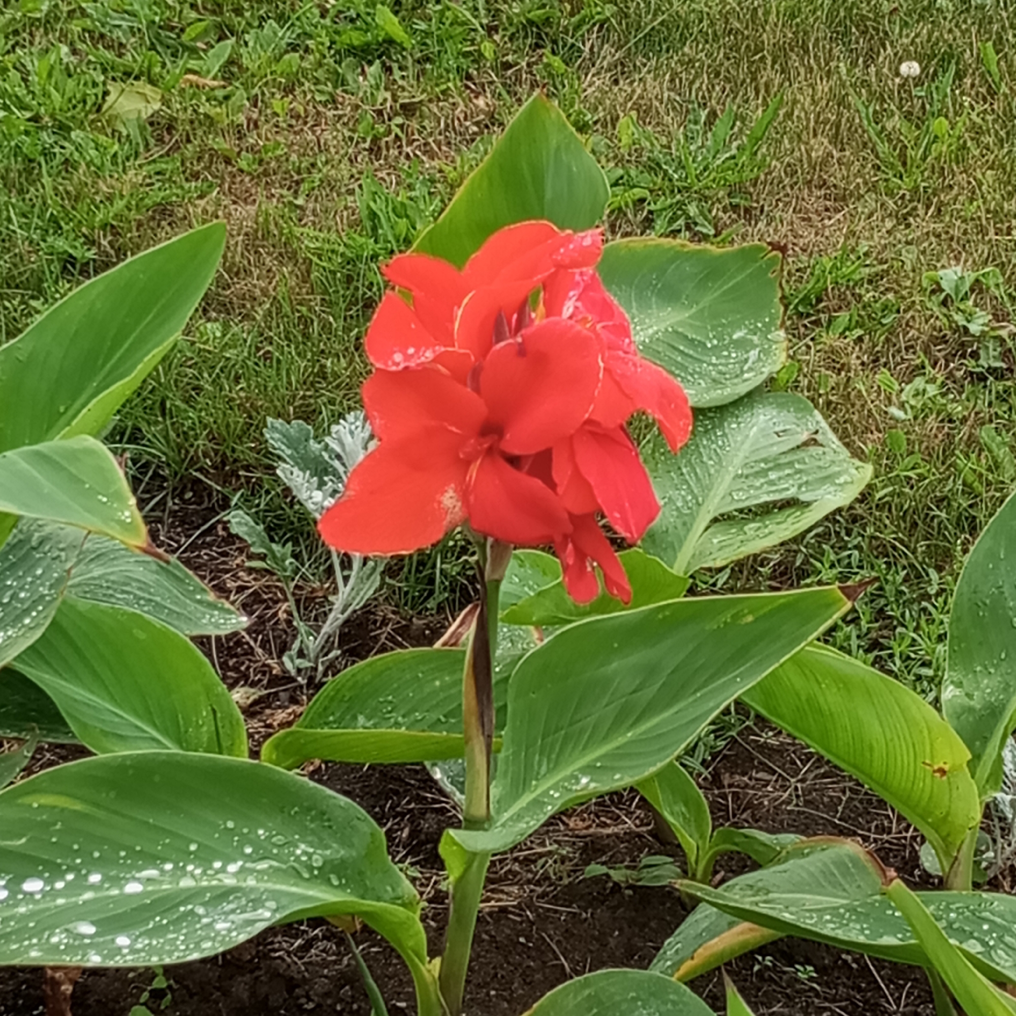 This is a close-up, eye-level, outdoor shot of a vibrant red Canna Lily flower in bloom. The flower is the central subject, with its bright red petals forming a complex, layered bloom. Several water droplets are visible on the petals, suggesting recent rain or dew. The flower is surrounded by large, lush green leaves, some of which also have water droplets. The leaves have prominent veins and a waxy sheen. The flower stalk is thick and green.
The background consists of green grass, some patches of dry earth and mulch, and a few smaller, silver-green plants. In the far background, the grass is less manicured, with some brown patches and scattered blades. A small white dandelion seed head is visible in the middle ground to the right.
The lighting suggests it might be daytime, possibly after rain given the water droplets. The overall impression is one of natural beauty and the resilience of plant life, perhaps after a shower. There are no people or text visible in the image. The setting appears to be a garden or park area in Izhevsk, Russia, given the provided location context.