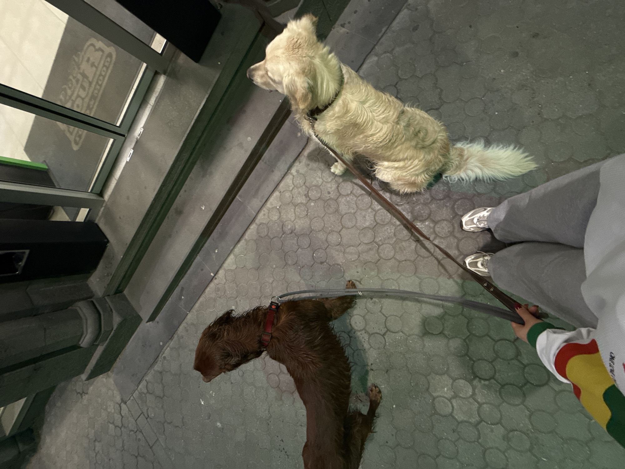 A high-angle shot depicts two dogs on leashes being walked on a paved surface. A light-colored dog sits near the edge of what appears to be a building entrance, while a wet, dark-colored dog lies on the ground. The person holding the leashes is partially visible, wearing gray pants and a white sweatshirt with colorful stripes on the sleeve. The paved surface has a pattern of interlocking circles. The location is suggested to be Yerevan, Armenia, but this cannot be confirmed from the image alone.
