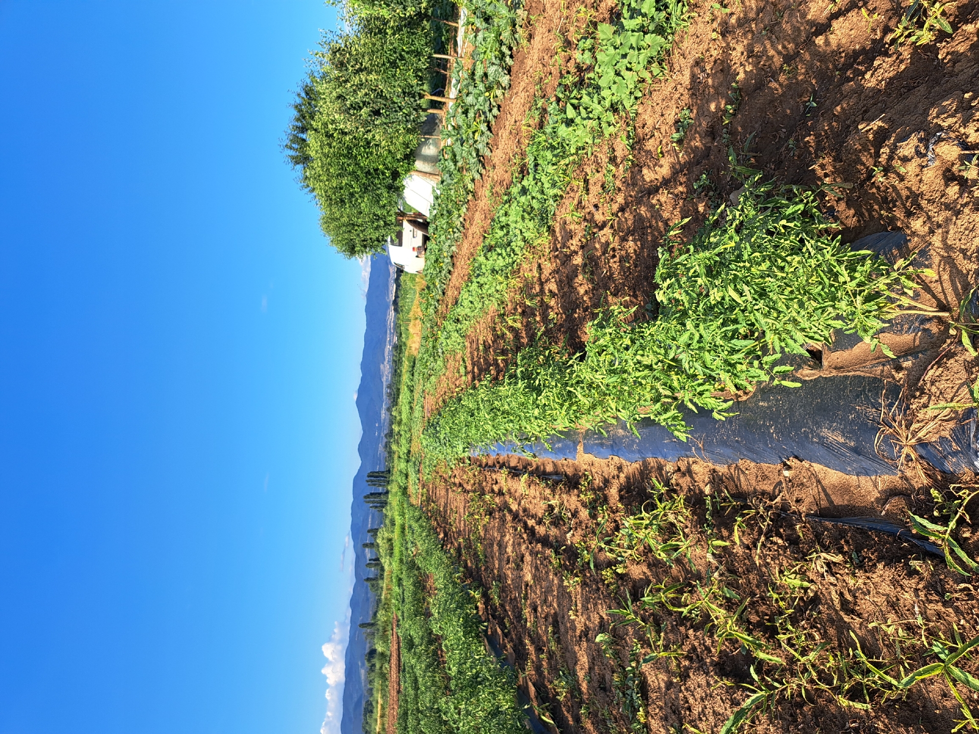 The image depicts a farm with rows of crops growing under a clear blue sky. The scene is oriented vertically, with the sky dominating the left side of the frame and the field stretching into the distance on the right. The crops appear to be young plants, some of which are covered with black plastic sheeting, a common agricultural practice to suppress weeds and retain moisture. The soil is a rich brown, and the plants are a vibrant green.
In the background, a line of trees can be seen, and beyond them, rolling hills or mountains are visible under the bright sky. The sunlight suggests it is daytime, likely mid-morning or late afternoon given the shadows cast by the plants. There are no people or animals visible in the image, nor any explicit text. The overall impression is one of agricultural productivity in a rural setting. The image is a straightforward depiction of a cultivated field, emphasizing the textures of the soil and the lushness of the growing plants. The clarity of the sky and the illumination of the field suggest fair weather.