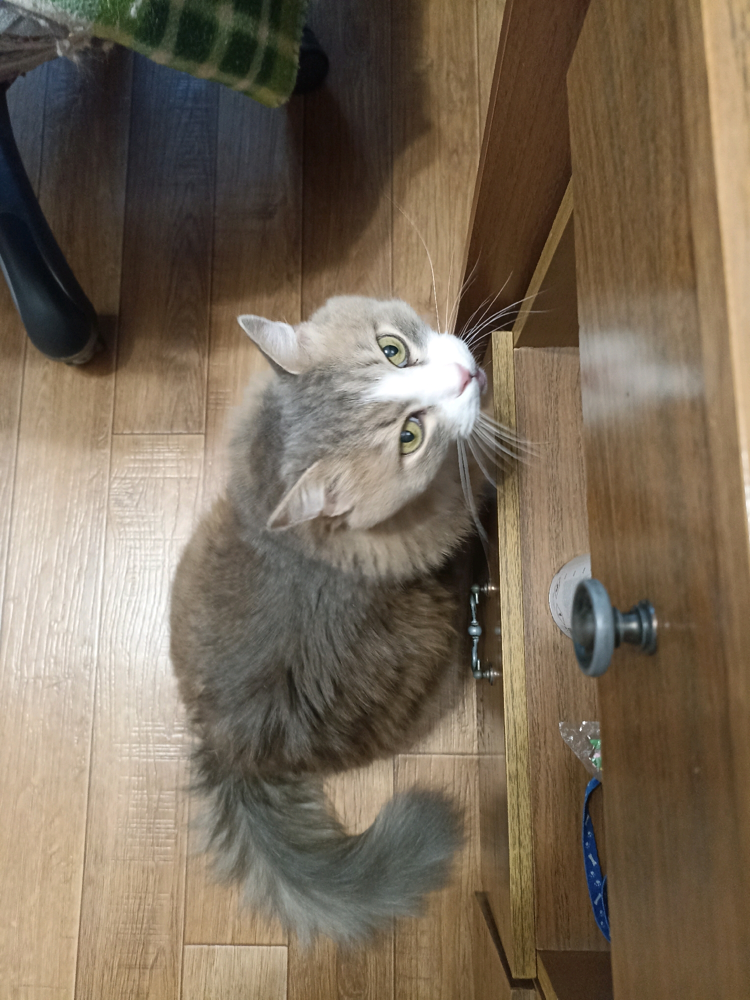 An overhead shot shows a fluffy gray and white cat looking up towards the right. The cat is sitting on a light brown wood-paneled floor. To the right of the cat is a wooden cabinet or dresser. The cabinet has a silver drawer pull and a small, clear plastic bag with green and white objects inside. Part of a blue ribbon is also visible hanging from the cabinet. To the left of the cat is the leg of a black chair, and a section of a green and black checkered fabric, possibly a cushion or blanket. The lighting suggests an indoor setting, likely a home. No specific location within Novosibirsk, Russia can be determined from the image.
