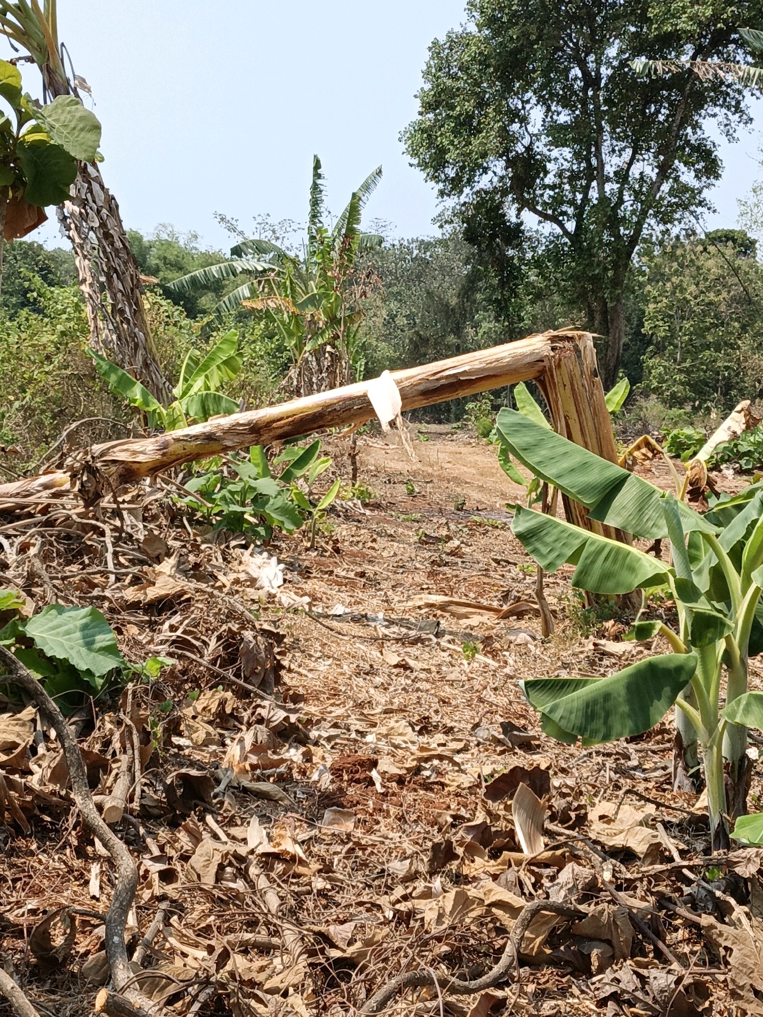 The image depicts a scene in Kuwasen, Indonesia, featuring a cleared area with debris from felled banana trees. A large, broken banana pseudostem lies horizontally across the foreground, resting on a pile of dried leaves and branches. Several young banana plants with vibrant green leaves are visible, suggesting regrowth. In the background, lush green trees and vegetation form a dense forest canopy under a clear, pale blue sky. The ground is covered in dry, brown organic matter, indicating a recent clearing. There are no people or animals present in the image.