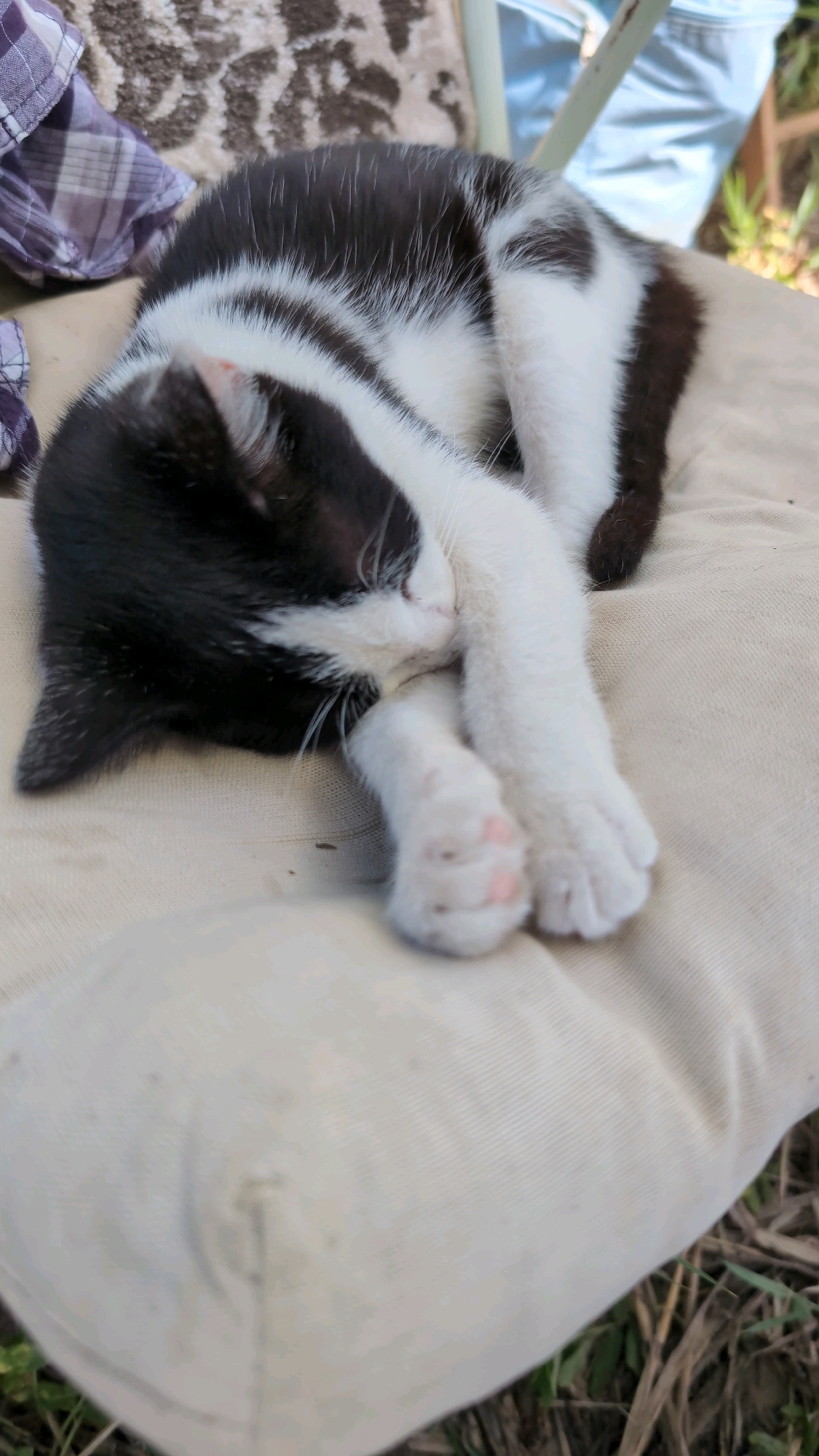 A black and white kitten is sleeping on a light-colored cushion outdoors. The kitten is curled up tightly, with its face buried in its paws. The cushion is placed on the ground, which is covered with dry grass and some green foliage. In the background, a piece of patterned fabric and a light-colored chair leg are visible. The overall setting suggests a relaxed, outdoor environment.