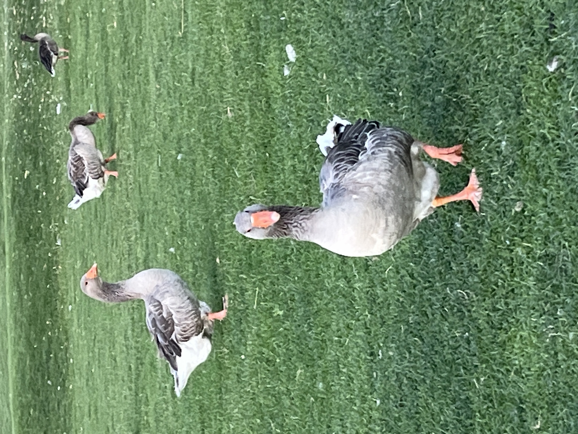 This image depicts a grassy area, likely a park or lawn, with several geese present. The foreground features a goose facing the camera, with its orange beak and gray and white plumage clearly visible. Its orange legs and feet are also prominent on the green grass. In the middle ground, another goose is seen with its head down, appearing to peck at the grass. Further in the background, two more geese are visible, one with its head up and the other with its head lowered. The overall environment is a natural, open space with short, well-maintained green grass. The specific location in the city of Dnipro, Ukraine, cannot be determined from the visual information provided in the image.