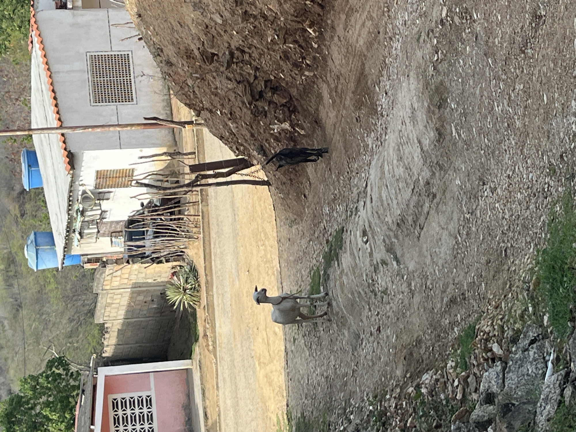 The image depicts a rural street scene in Juan Griego, Venezuela. A pale-colored goat with a rope around its neck stands facing left in the middle of a dirt road. Behind the goat, a black dog is walking away from the camera towards a dirt embankment. In the background, there are residential structures, including a pink house with white lattice windows on the left, and a white house with a red-tiled roof and a large window with a decorative grille on the right. A blue water tank is visible on the roof of the white house. The environment is dry and dusty, with sparse vegetation and loose rocks. The lighting suggests it is daytime.