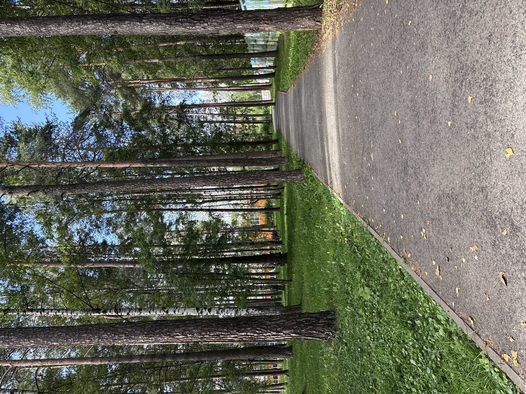 The image depicts a paved pathway curving through a wooded area. Tall trees, primarily pines and birches, line both sides of the path, with a lush green lawn on the left. The pathway is speckled with fallen leaves, suggesting an autumn or late summer setting. In the distance, glimpses of orange buildings and a fence with colorful artwork can be seen through the trees. The scene appears to be in a park or a residential area with significant tree cover. The specific location is the park area of the city of Krasnokamsk, Russia, likely near a residential complex given the visible buildings and fence.