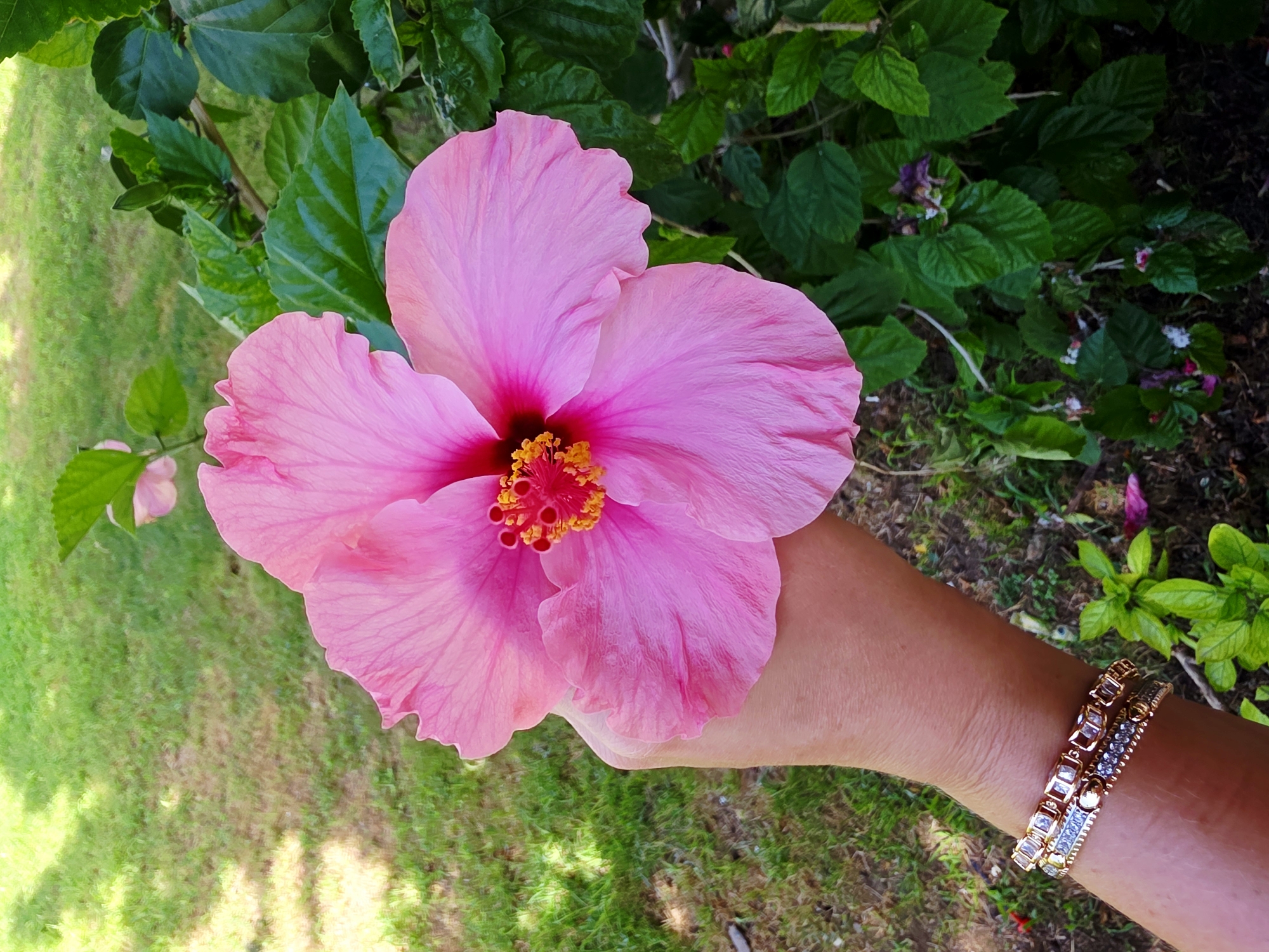 In the city of Heraklion Municipal Unit, Greece, a person's hand, adorned with two bracelets, gently holds a large, vibrant pink hibiscus flower. The flower, with its delicate petals and bright yellow and red stamen, is the central focus. The background consists of lush green grass, dappled with shadows from overhead trees, and the dark green foliage of the hibiscus plant. The scene suggests an outdoor setting, possibly a garden or park.