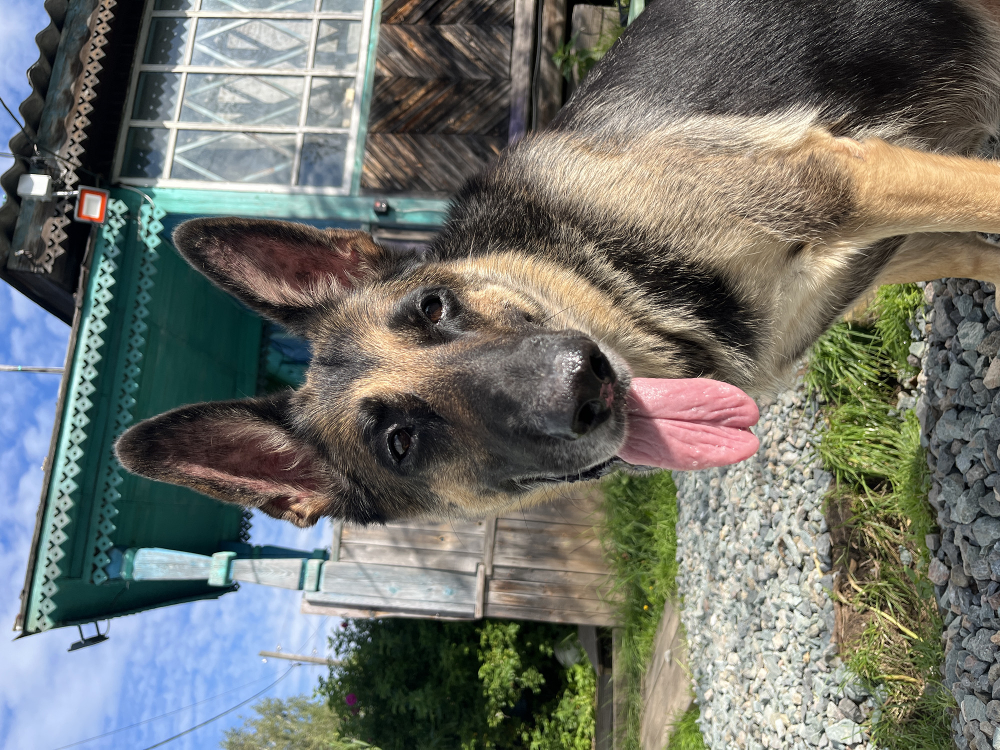 A German Shepherd dog is pictured outdoors, panting with its tongue hanging out. The dog is in the foreground, with a rustic wooden house featuring turquoise trim in the background. The house has an ornate wooden trim under the eaves and a large window with a diamond pattern. The ground is covered in gravel and patches of grass. The sky is blue with scattered clouds, suggesting it is daytime. The overall impression is a serene, rural setting. The image was taken on an unspecified street in the city of Nizhny Tagil, Russia.