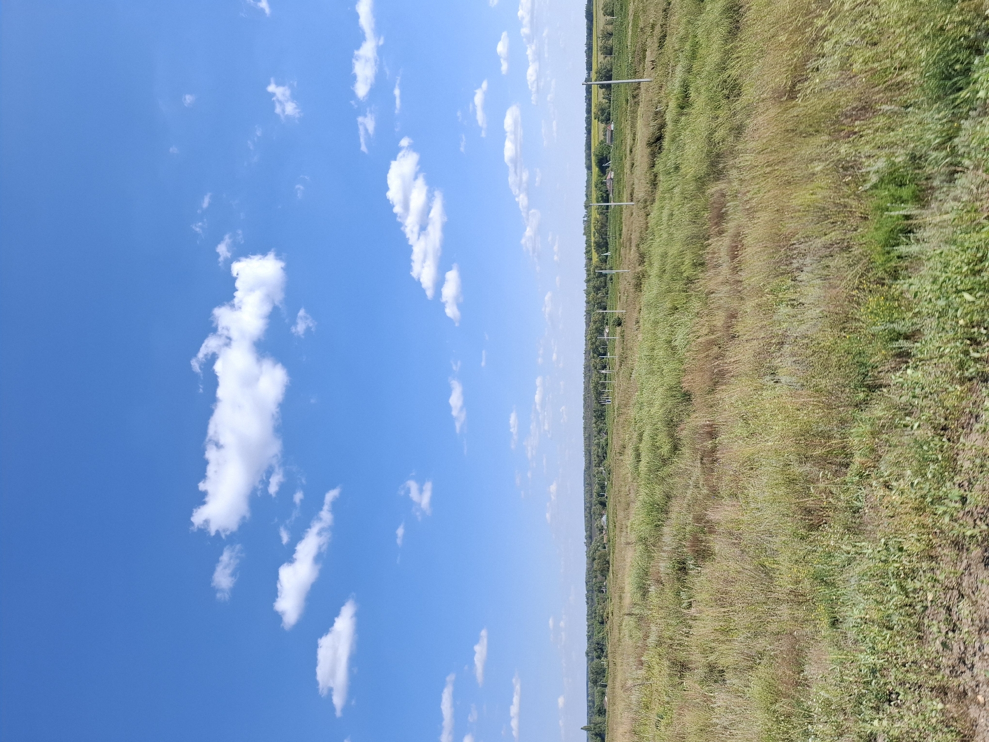 The image shows a wide-angle view of a rural landscape under a bright blue sky with scattered white clouds. The foreground is dominated by a field of tall, dry grasses in various shades of green, brown, and yellow, suggesting a late summer or early autumn setting. Several thin, white poles are spaced out in the mid-ground, appearing to be part of a power line or fence. Beyond the grassy field, a line of trees forms a distant horizon, with a few buildings and agricultural fields visible amongst the greenery. The overall impression is one of a vast, open natural environment. The location is identified as Atkarsk, Russia.