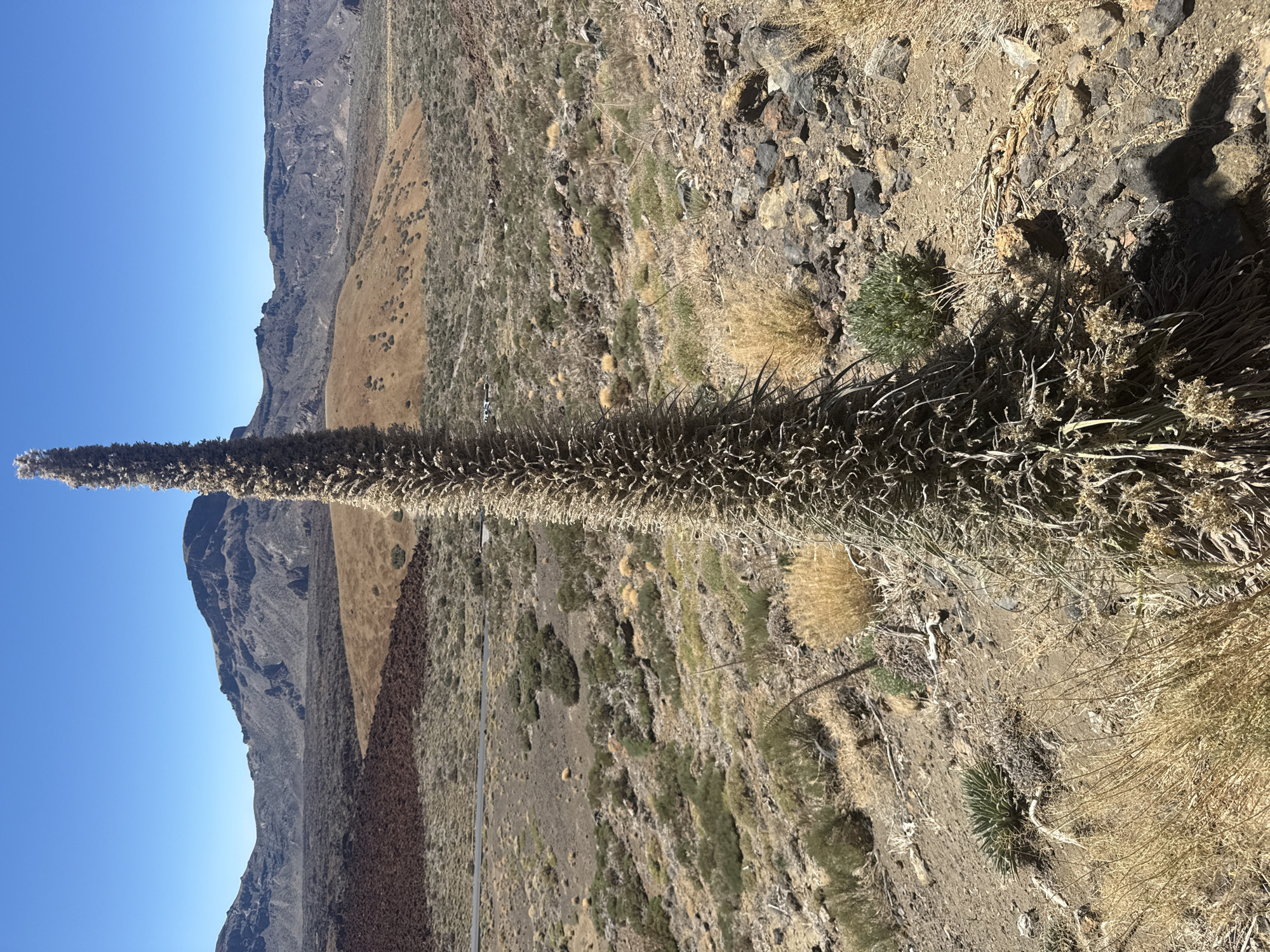 The image depicts a volcanic landscape under a clear blue sky. In the foreground, a tall, dried plant stalk with a fuzzy, elongated bloom stands prominently. The terrain is arid and rocky, with sparse vegetation consisting of dry grasses, low shrubs, and some green succulents. In the midground, a paved road winds through the landscape. The background features rolling hills and rugged mountains, characterized by their dark, rocky surfaces. The overall scene suggests a natural, undeveloped environment. The location is identified as the Teide National Park in the municipality of La Orotava, Tenerife, Spain. There are no people or animals visible in the image.