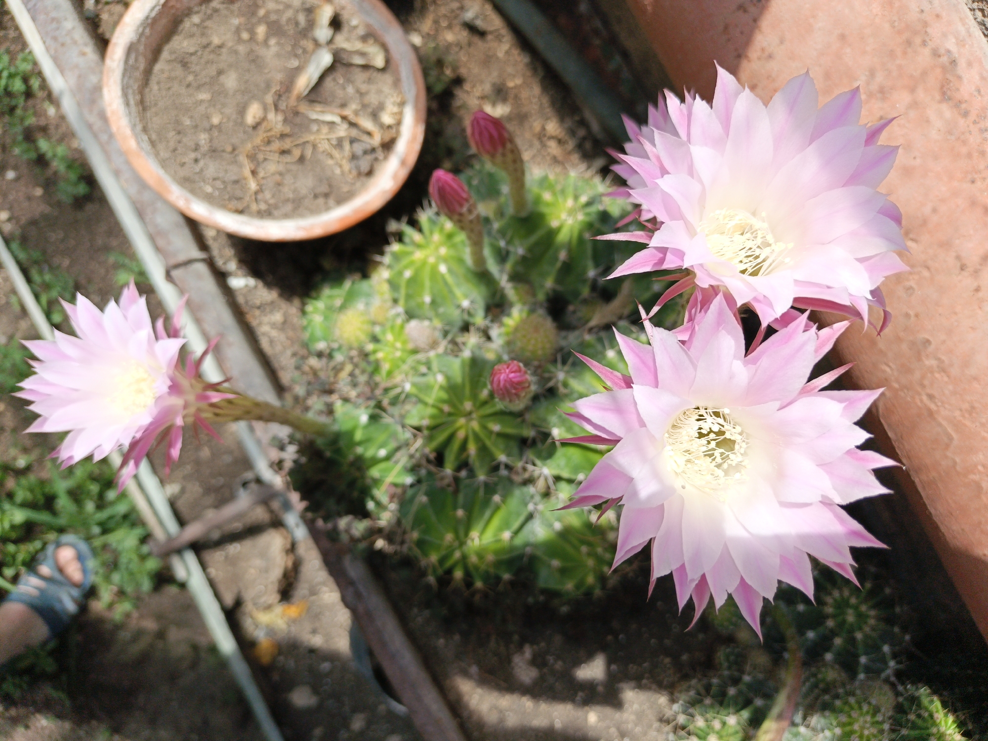 This overhead photograph depicts an outdoor garden setting in Терновский округ, Ukraine, under clear daylight conditions. The scene is dominated by a cluster of cacti, featuring three fully bloomed flowers and several unopened buds. Two large, light pink to white cactus flowers with prominent white and yellow centers are visible on the right side of the frame, positioned against a terracotta-colored wall or large planter. A third identical flower extends from the left side, reaching towards the center. The main cactus plant, visible in the central and lower-right portions, is green, spiny, and exhibits multiple spherical segments, along with several closed, deep pink flower buds. An empty, round terracotta pot containing dark soil and some dry organic matter occupies the upper-left quadrant. A weathered, dark metal railing or structural element traverses horizontally across the mid-ground. The ground consists of soil with sparse green vegetation, particularly visible in the lower-left corner, where the front portion of a human left foot, clad in a blue sandal, is partially visible. Shadows suggest bright overhead sunlight.