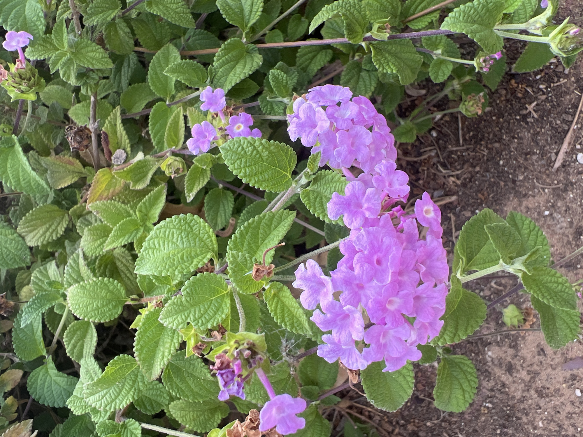 The image depicts a close-up view of a lantana plant with clusters of small, bright purple flowers and green, textured leaves. The flowers are arranged in rounded heads, with individual florets visible. Some of the leaves show signs of natural wear and tear, with browning edges in places. The background consists of more of the plant's foliage and the brown, dry soil of the ground. The scene appears to be an outdoor setting, likely a garden or natural landscape. The location of Hof HaCarmel Regional Council, Israel, suggests this plant is growing in a Mediterranean climate. No people or animals are present in the image. The lighting is natural, suggesting daylight.