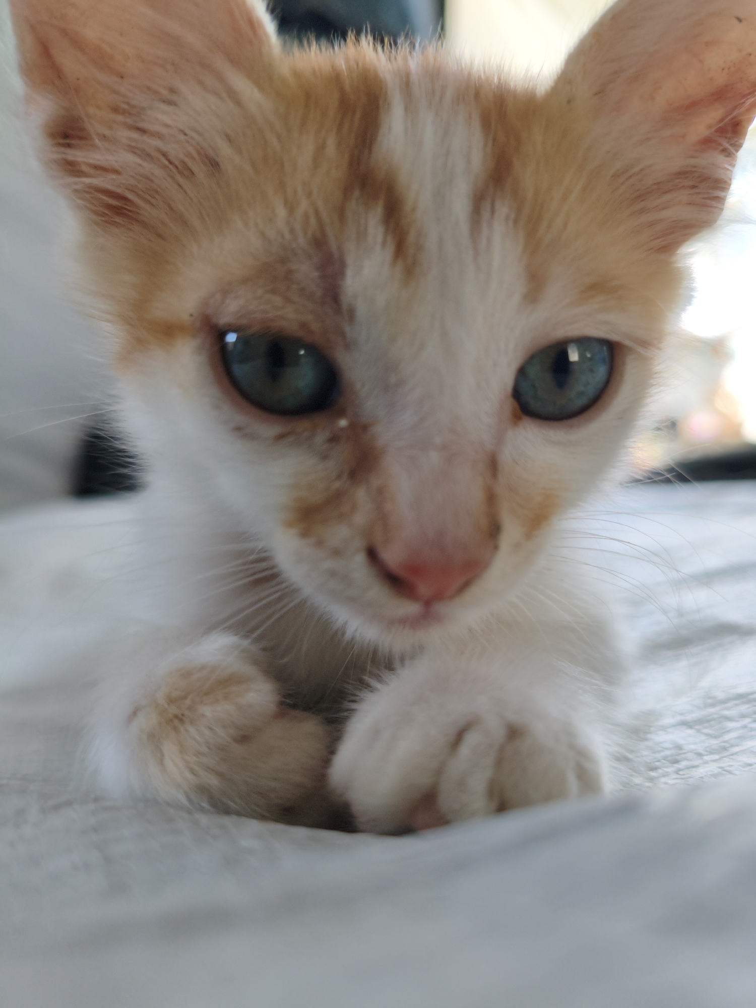 A close-up, eye-level shot shows a young kitten with white and orange fur. The kitten's head is tilted forward, and it is looking directly at the camera. Its eyes are a striking blue-green. The background is blurred, but appears to be a light-colored, textured surface, possibly a blanket or sheet. The focus is sharp on the kitten's face and paws.