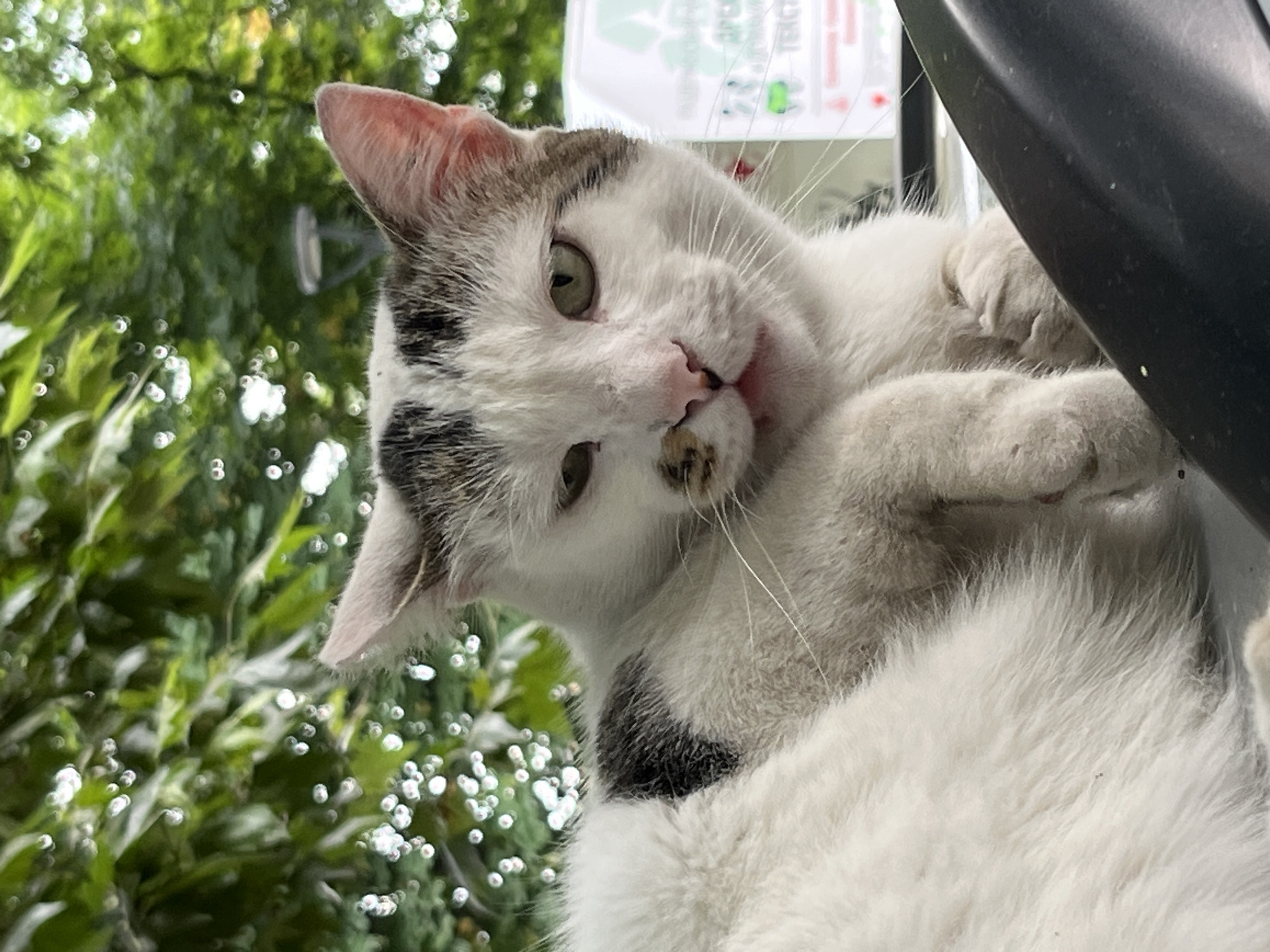 The image shows a close-up of a white cat with grey and black markings, lying down outdoors. The cat's head is turned towards the camera, with its eyes partially closed and its mouth slightly open, revealing a pink tongue. The background is a blur of green foliage, suggesting a natural or park-like setting. In the upper right corner, a white sign with green lettering and a recycling symbol is partially visible. The lighting is soft and diffused, indicating it might be daytime. The context of Plovdiv, Bulgaria, is not visually evident in the image itself.