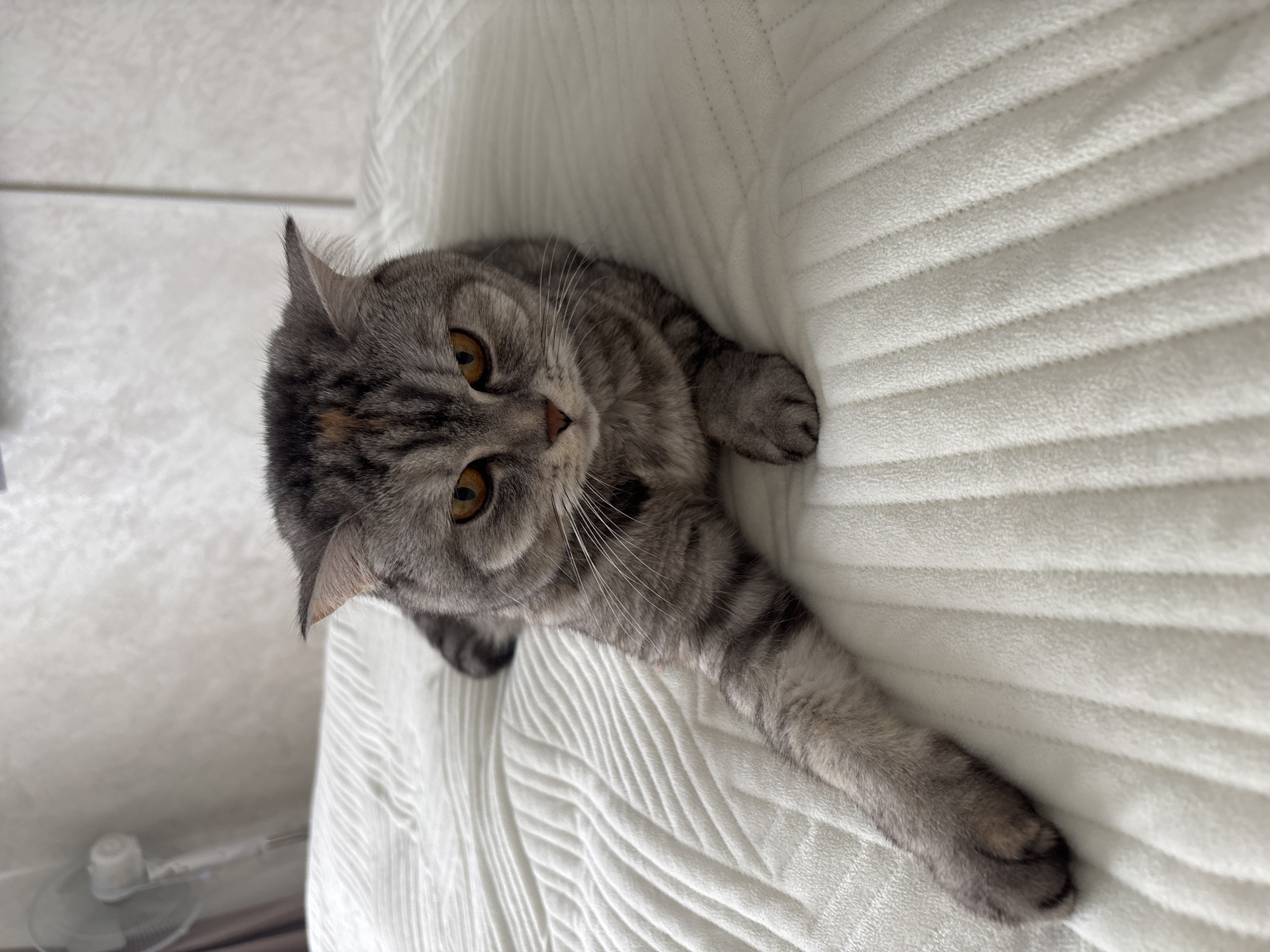 A gray tabby cat with yellow eyes lies on a textured white surface. The cat is positioned towards the upper left of the frame and extends its right paw diagonally towards the lower right. The background appears to be a white, quilted fabric. There is no indication of Noviy, Russia, or any people, actions, or interactions visible in the image.