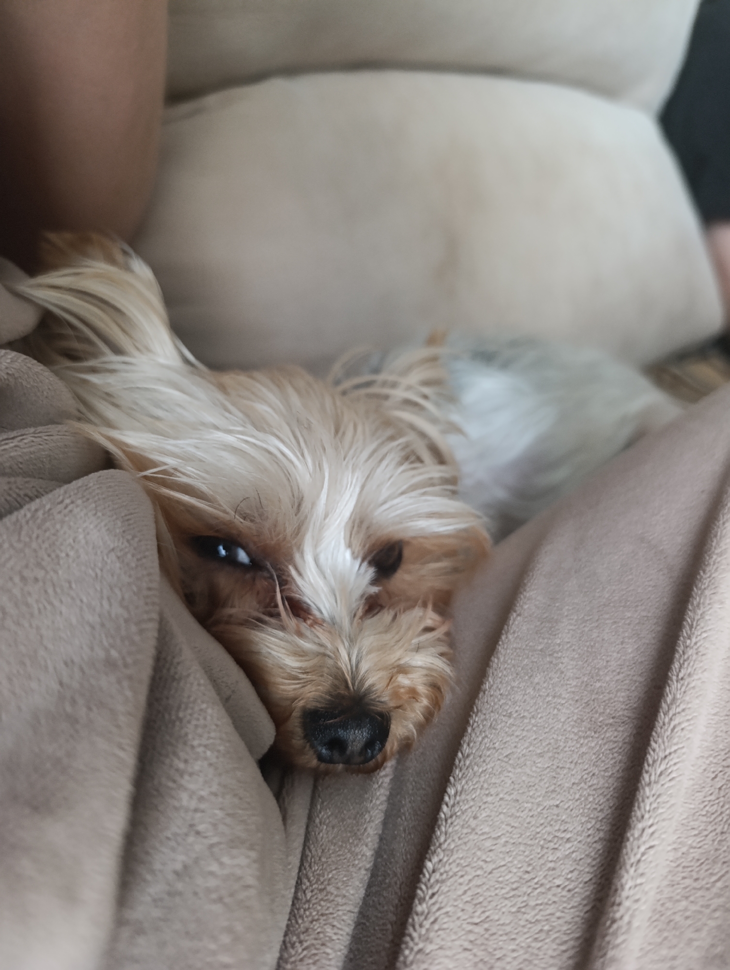A close-up, eye-level shot shows a small Yorkshire Terrier dog with light brown and blonde fur resting on a person's lap. The dog is partially covered by a beige, fuzzy blanket and appears to be sleeping or dozing. Only the dog's head and a small portion of its body are visible. The background consists of a blurred, light-colored cushion. The overall scene is intimate and cozy. The image does not provide information about its location in the city.