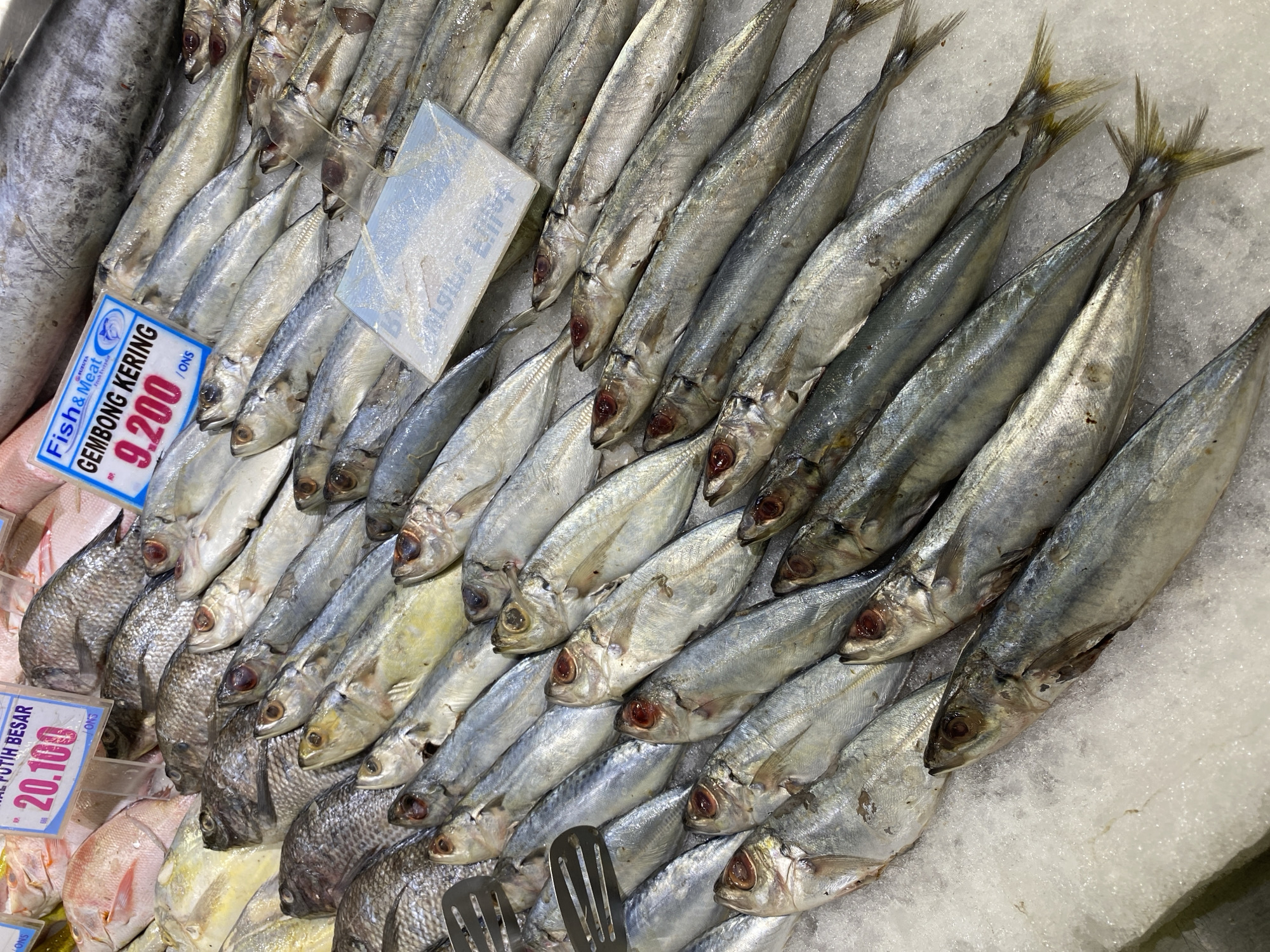 A close-up, eye-level shot shows a variety of fresh fish displayed on ice at an outdoor market stall in Banda Aceh, Indonesia. The fish are arranged in neat rows, with their silvery bodies glinting under the market lights. Some fish are larger, with darker scales, while others are smaller and more slender. Labels are visible, including one that reads "Fish & Meat" with "GEMBONG KERING" and a price of "9.200" printed in red. Another label indicates "PUTIH BESAR" and a price of "20.100". The overall impression is one of abundance and freshness, with the ice preserving the fish for sale. The background is blurred, suggesting the presence of other stalls and activity common in a bustling Indonesian market.