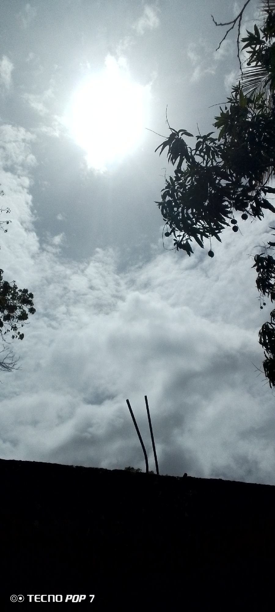The image presents an upward-looking view of a bright, overcast sky, dominated by the radiant sun. The sun, a brilliant white disc, is positioned in the upper left, partially obscured by clouds but casting a powerful glare and a noticeable lens flare effect. The sky is largely covered with clouds of varying densities, ranging from thinner, wispy formations to more substantial, diffused grey masses.
Silhouetted against the luminous sky are several elements. On the right side, a substantial portion of a tree with dense foliage is visible, from which multiple dark, round fruits, likely mangoes, are distinctly hanging. Another smaller cluster of dark foliage appears on the far left.
A prominent dark, horizontal band stretches across the bottom of the frame, possibly representing the roofline or wall of a building. From this dark foreground element, slightly off-center, two thin, dark vertical objects, which appear to be metal rods or rebar, extend upwards into the cloud-filled sky.
The scene captures a daytime moment, likely late morning or early afternoon given the high position and intensity of the sun. The weather is partly cloudy or hazy, with strong sunlight piercing through the cloud cover. The presence of mango trees aligns with a tropical or subtropical environment, consistent with the given location context of Altagracia, Venezuela. There are no people visible, and no specific activities are taking place. The bottom left corner of the image displays the text "TECNO POP 7".