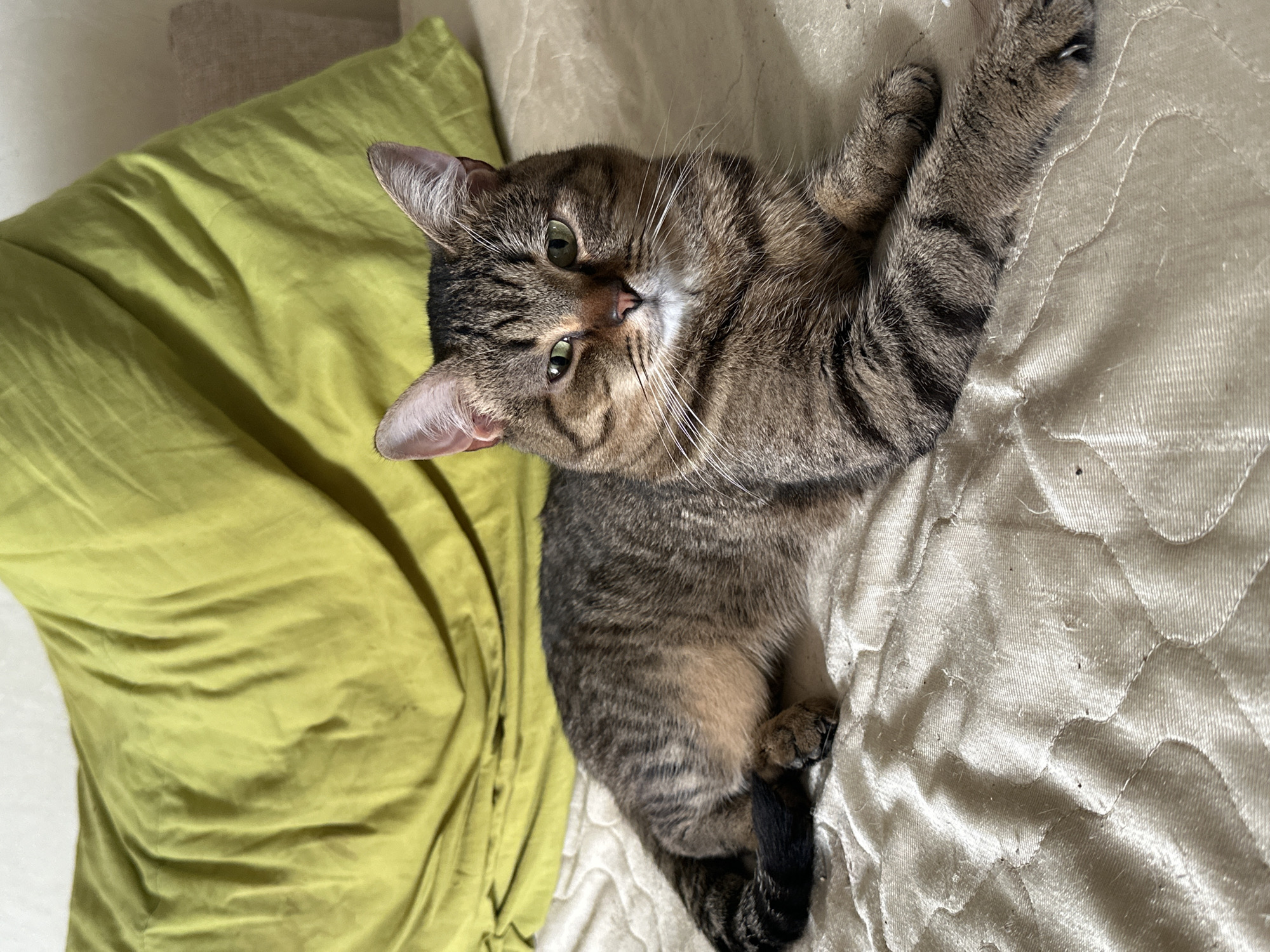 A tabby cat is lying on a bed with a green pillow behind it. The cat is looking at the camera with its eyes open. The bed is covered with a quilted beige sheet. The environment is an indoor setting, likely a bedroom. There is no information available to determine the location in the city of Moscow, Russia.