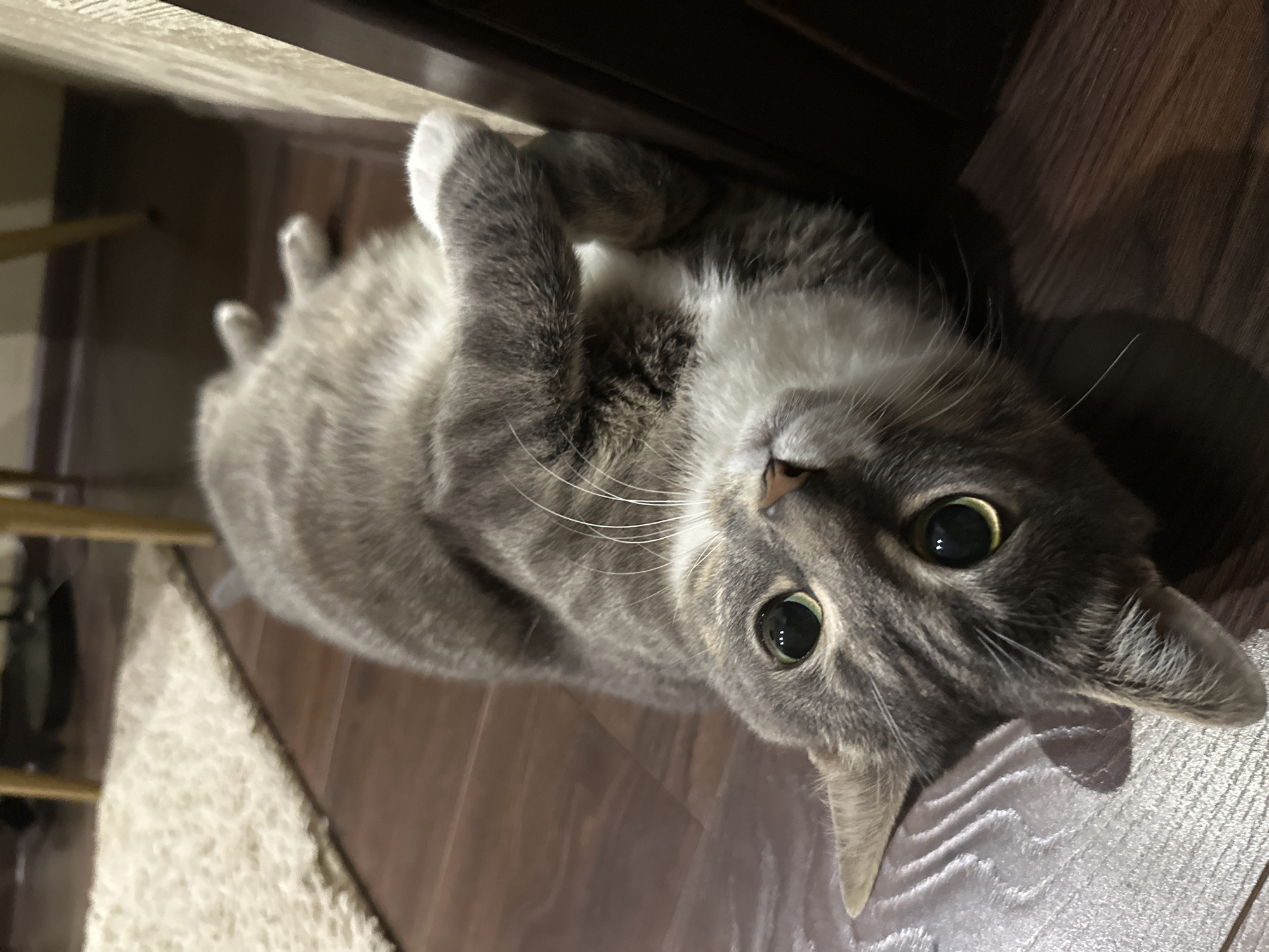 A grey and white cat is lying on its back on a dark wooden floor. The cat has large green eyes and white paws. Its body is facing towards the right side of the frame, and its head is turned towards the camera. To the left of the cat, a light-colored rug is visible. To the right of the cat, a dark brown object, possibly a piece of furniture, is present. The lighting in the image appears to be dim, creating shadows on the floor.