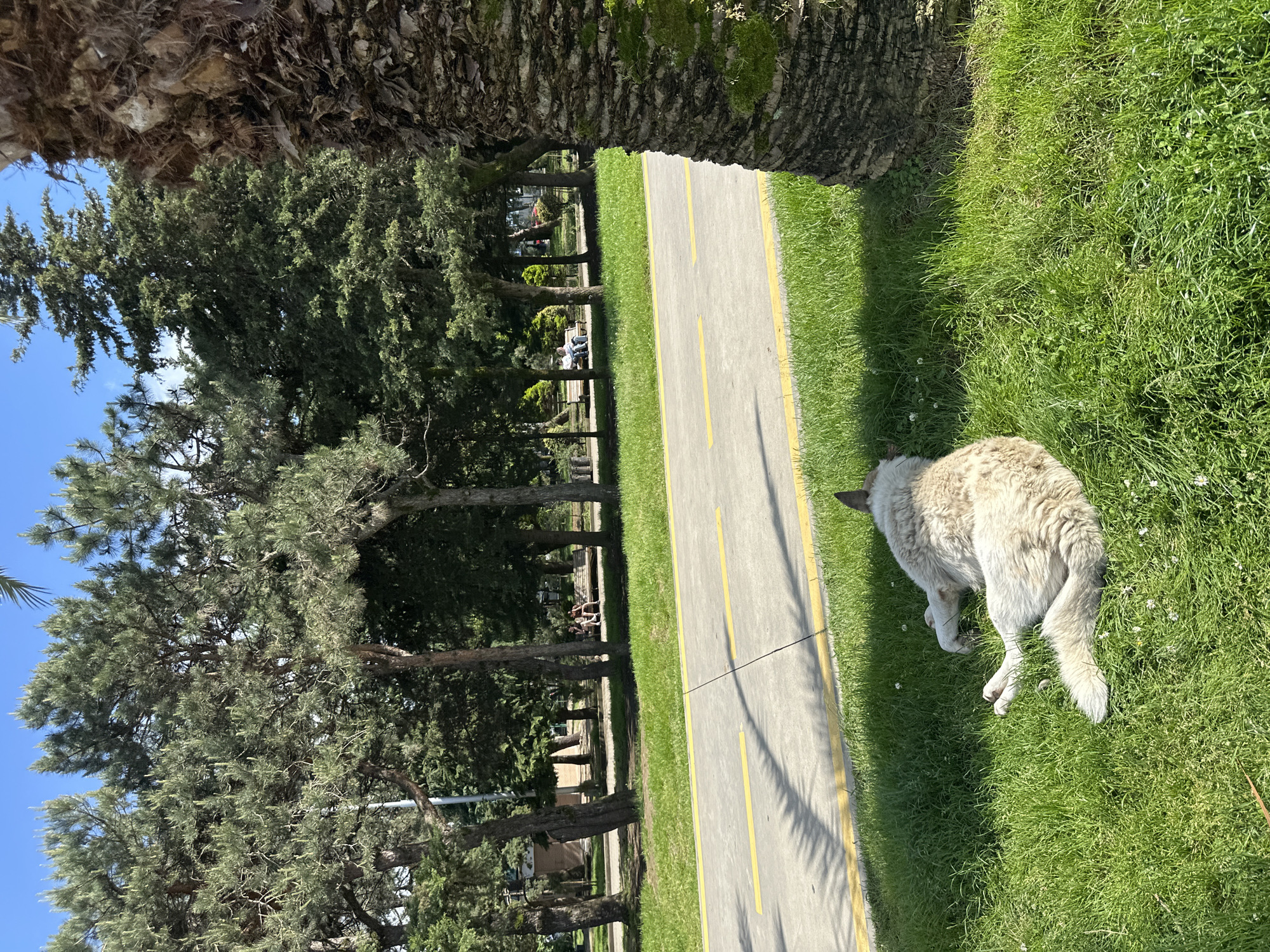 In Batumi, Georgia, a white and tan dog lies on green grass near a paved path with yellow lines. Trees line the path, and a palm tree trunk is visible in the foreground. People sit on a bench in the distance. The sky is blue.