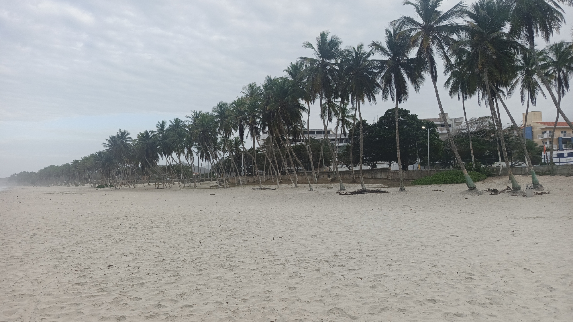 The image depicts a beach scene at Playa El Agua, Venezuela. A wide expanse of light-colored sand occupies the foreground. A line of tall palm trees stretches along the edge of the beach, their trunks casting thin shadows on the sand. In the background, structures that could be buildings or hotels are visible, along with other green trees and foliage. The sky is overcast with low clouds. There are no people visible in the image. The overall impression is one of a quiet, overcast day at a tropical beach.