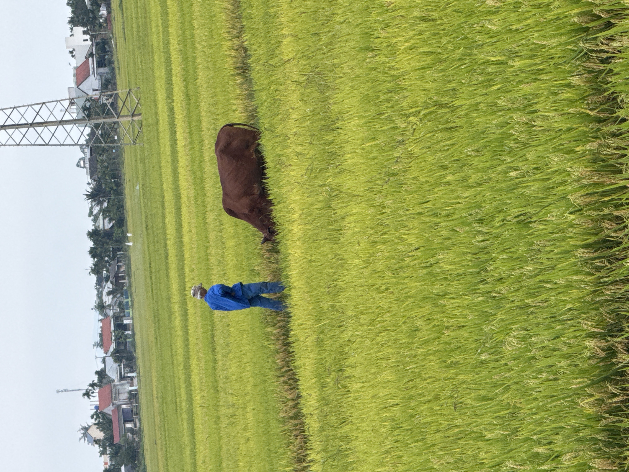 This image captures a serene rural landscape in Đà Nẵng, Vietnam, dominated by a vast expanse of vibrant green rice paddies under an overcast sky. The dense, tall rice plants stretch across the majority of the frame, indicating a healthy crop in an active growth stage.
In the midground, a person dressed in a blue long-sleeved shirt, blue pants, and a light-colored hat walks through the field, facing away from the viewer. Further into the field, to their right, a dark brown cow or water buffalo grazes peacefully, its head lowered into the vegetation. A slightly darker path or track is visible cutting through the rice plants.
On the left side of the scene, a large, metallic electricity transmission tower stands tall, its intricate lattice structure contrasting with the natural greenery. In the background, a collection of houses with red-tiled roofs and white walls are visible, interspersed with trees and palm trees, suggesting a village or small community bordering the agricultural land. Another slender tower, possibly a telecommunication mast, can be seen in the distance among the houses.
The time of day appears to be an overcast day, with soft, diffused light illuminating the scene and no harsh shadows. The overall atmosphere conveys a sense of peaceful agricultural life. There is no visible text in the image.
